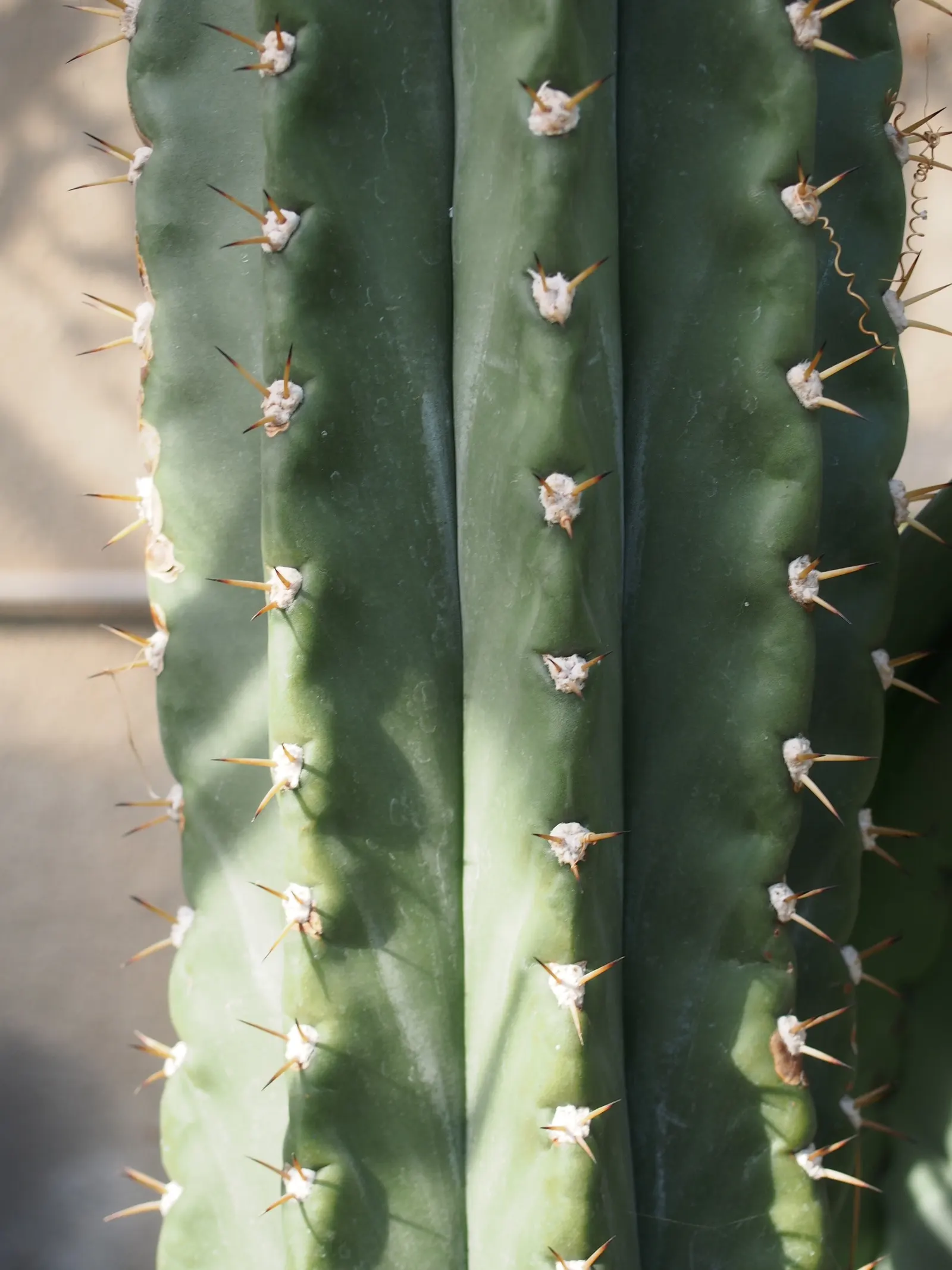 Argentine Saguaro (Echinopsis Terscheckii) — It is also remarkably drought-tolerant