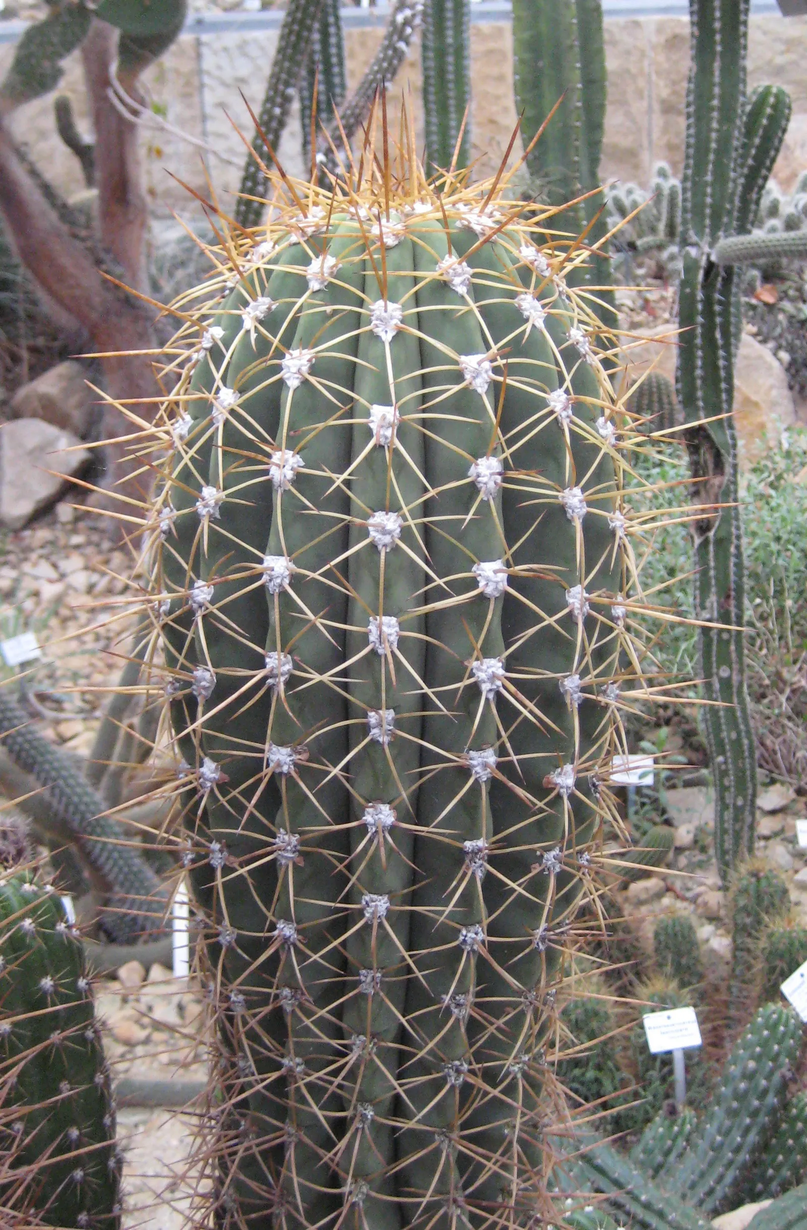 Argentine Saguaro (Echinopsis Terscheckii) — it is important to note the growth rate and environmental requirements of the Cardon Grande