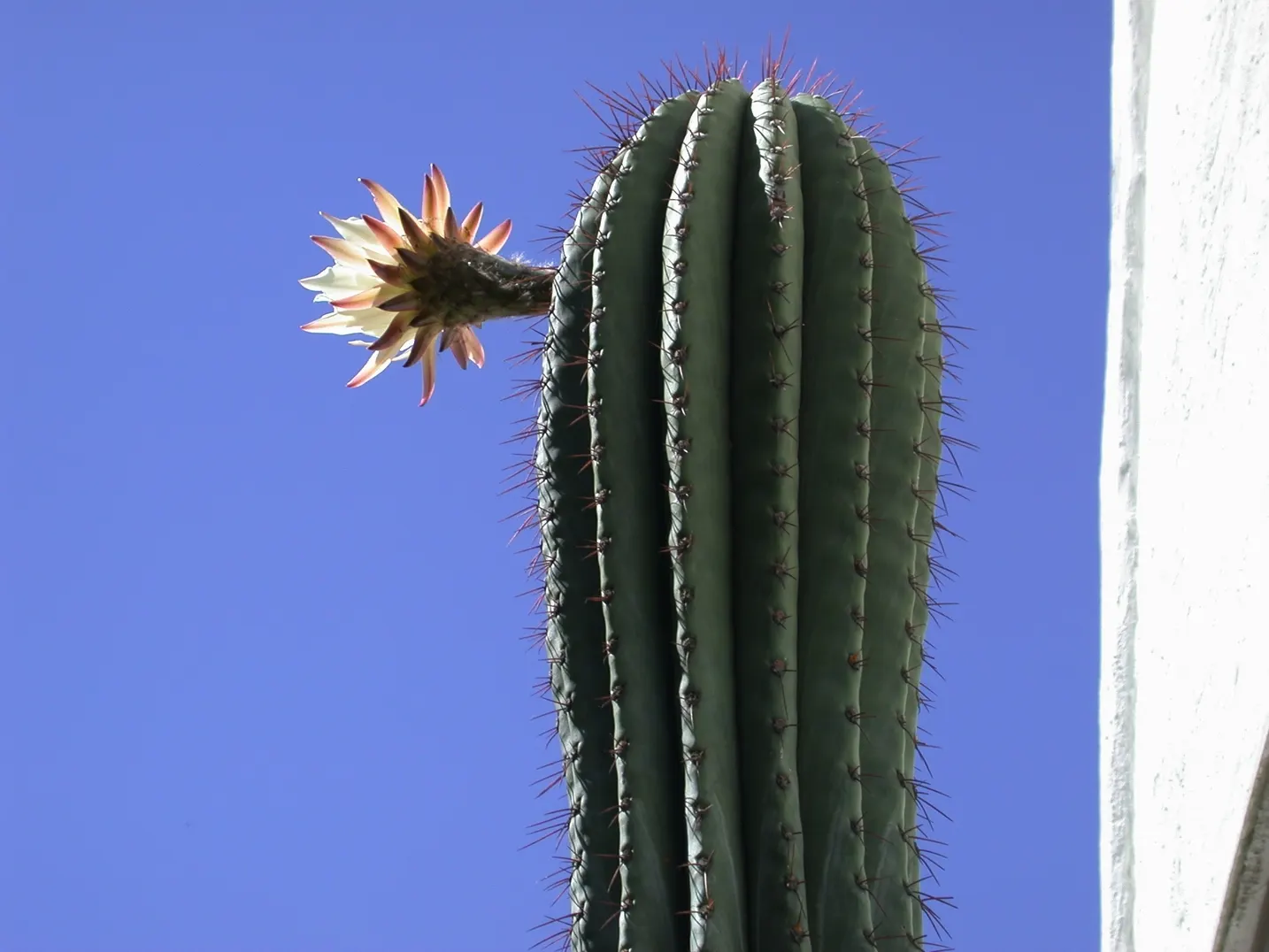Argentine Saguaro (Echinopsis Terscheckii) — It thrives in full sun and well-draining soil, providing a dramatic vertical element in xeriscapes