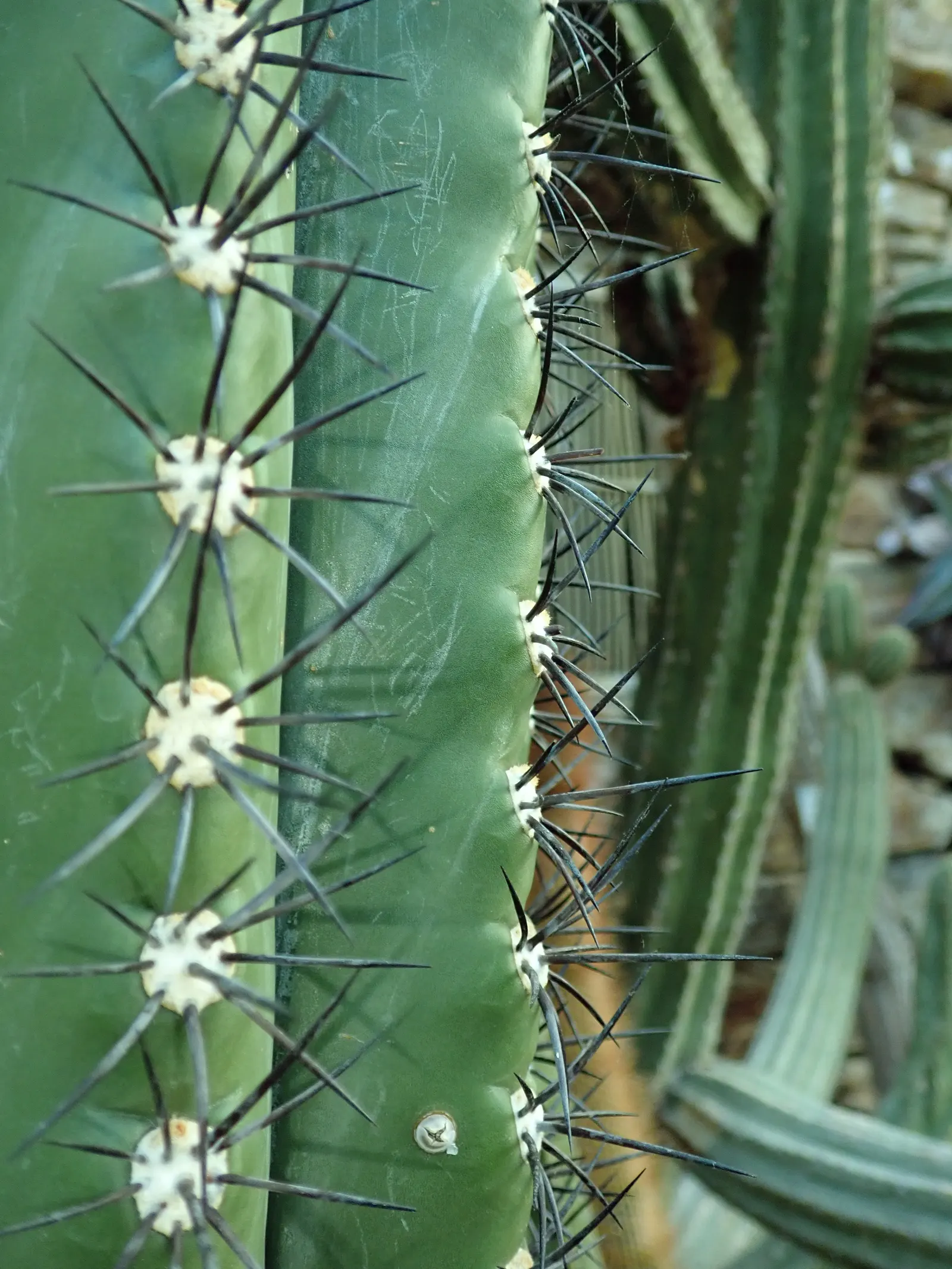 Argentine Saguaro (Echinopsis Terscheckii) — making it a dominant presence in any garden.<br><br>This species features a ribbed; when integrating these giants