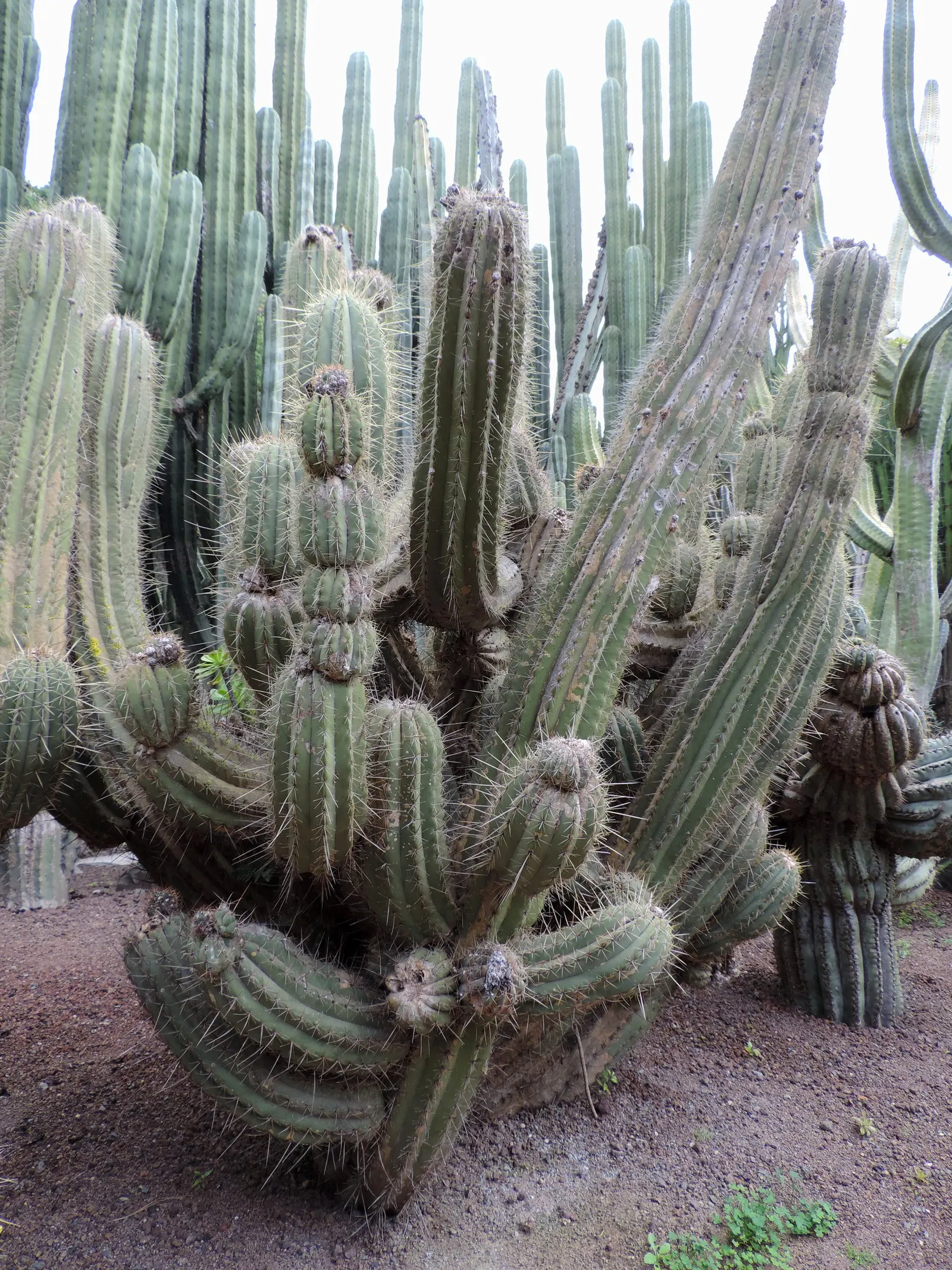 Argentine Saguaro (Echinopsis Terscheckii) — It thrives in full sun and well-draining soil, providing a dramatic vertical element in xeriscapes; this cactus