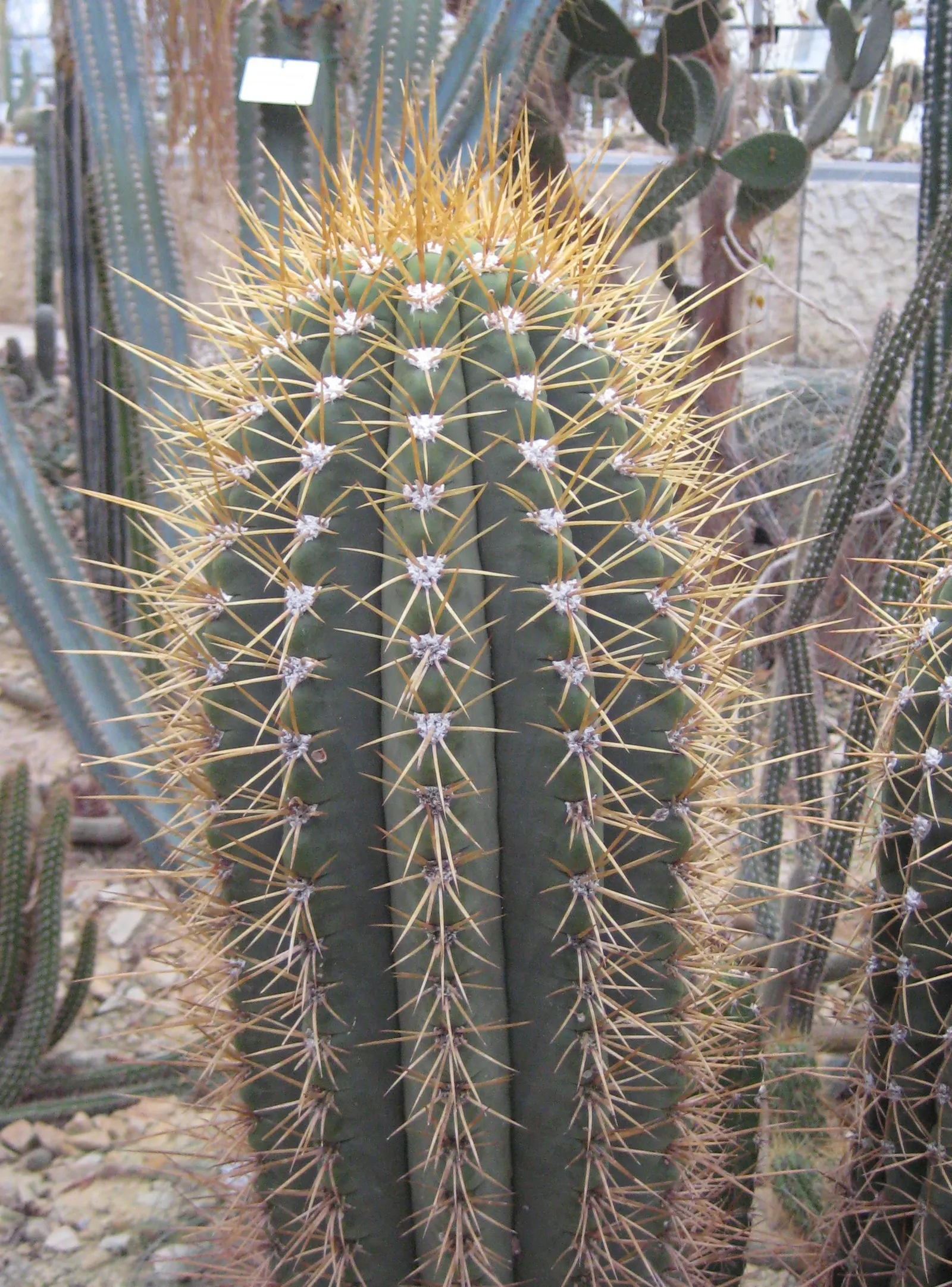 Argentine Saguaro (Echinopsis Terscheckii) — is an imposing columnar cactus that is both striking and architecturally significant in a landscape design