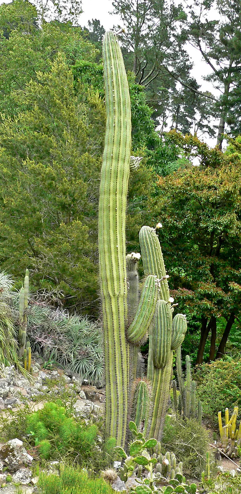 Argentine Saguaro (Echinopsis Terscheckii) — The spines can be up to 2 inches long, offering a dramatic contrast to the smooth flesh of the cactus