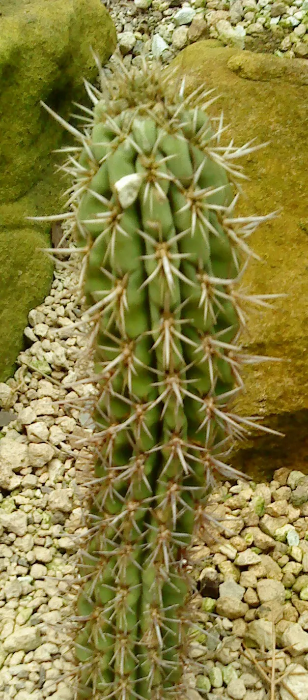 Argentine Saguaro (Echinopsis Terscheckii) — Reaching up to 25 feet tall and 18 inches wide
