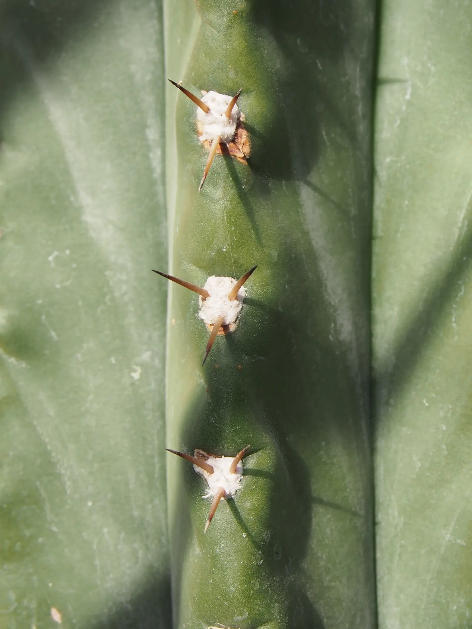 Argentine Saguaro (Echinopsis Terscheckii) — When integrating these giants into a garden