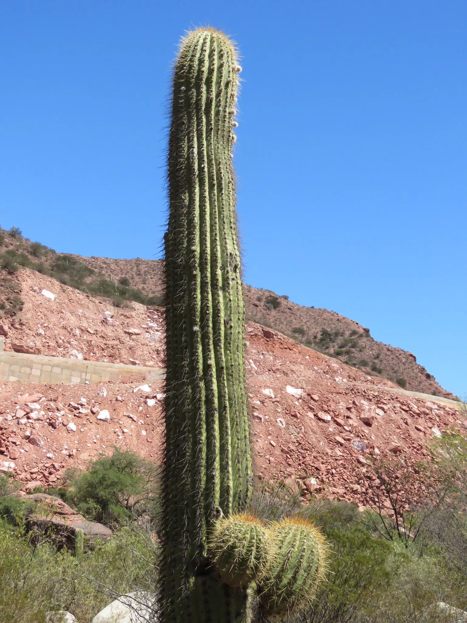 Argentine Saguaro (Echinopsis Terscheckii) — Hailing from the arid regions of Argentina and Bolivia; this cactus can reach impressive heights of up to 25 feet