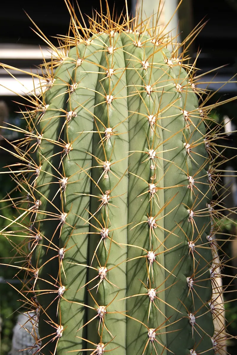 Argentine Saguaro (Echinopsis Terscheckii) — commonly known as the Argentine Saguaro or Cardon Grande