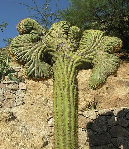 Argentine Saguaro (Echinopsis Terscheckii) — green-gray stem festooned with areoles that sprout clusters of yellow-brown spines