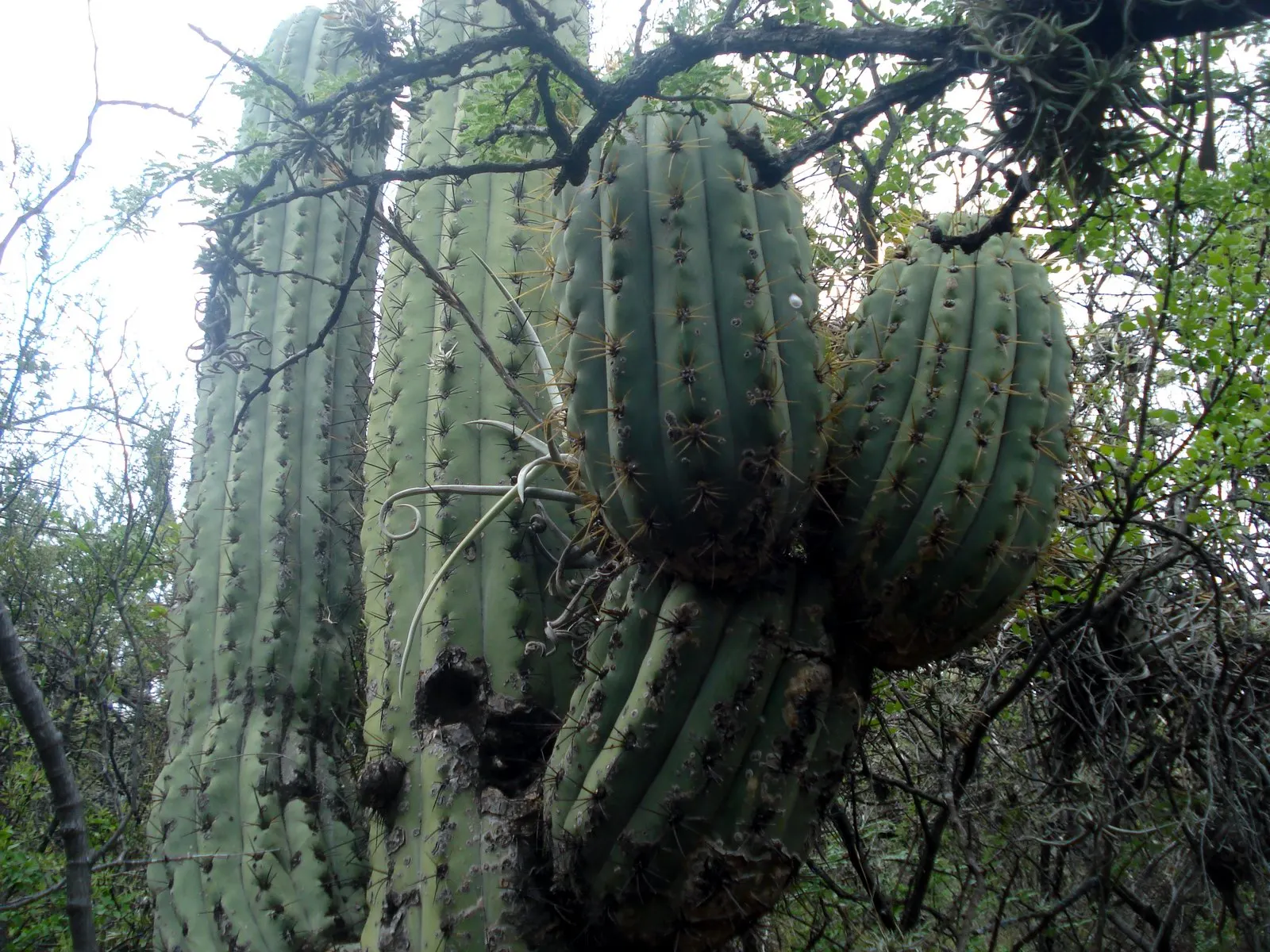 Argentine Saguaro (Echinopsis Terscheckii) — Echinopsis terscheckii is particularly noted for its night-blooming