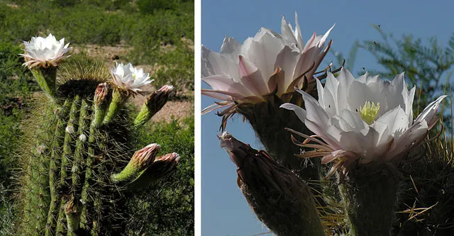 Argentine Saguaro (Echinopsis Terscheckii) — Hailing from the arid regions of Argentina and Bolivia