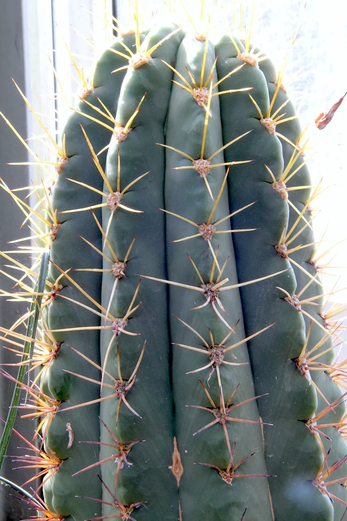 Argentine Saguaro (Echinopsis Terscheckii) — reaching an impressive size of around 6 to 8 inches in length.<br><br>For a landscape designer