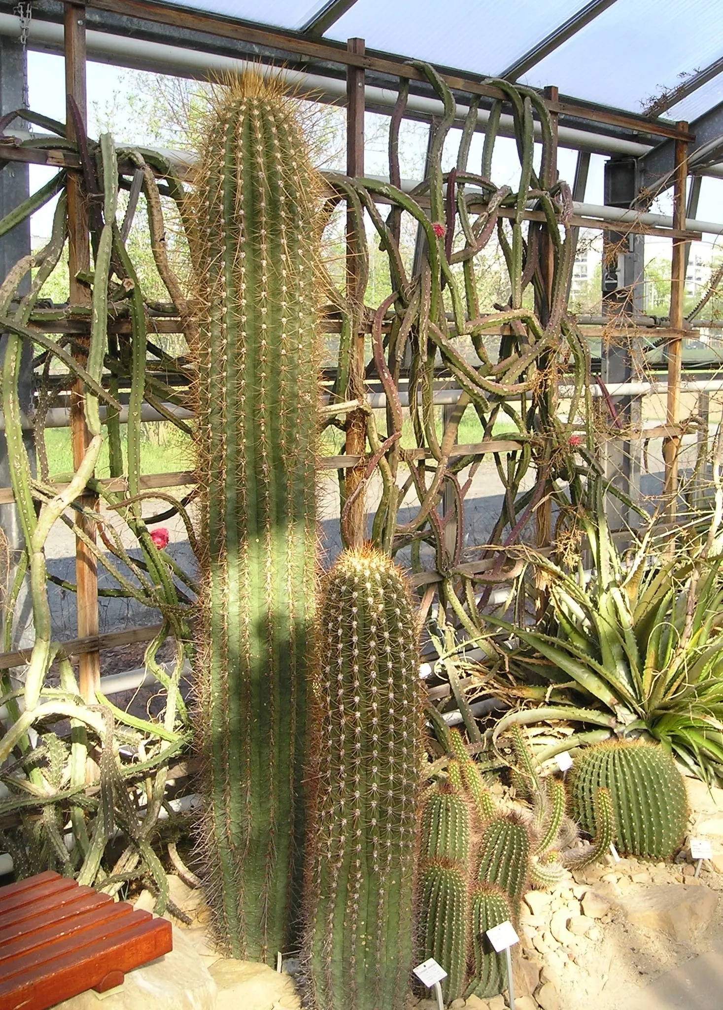 Argentine Saguaro (Echinopsis Terscheckii) — While its growth is relatively slow