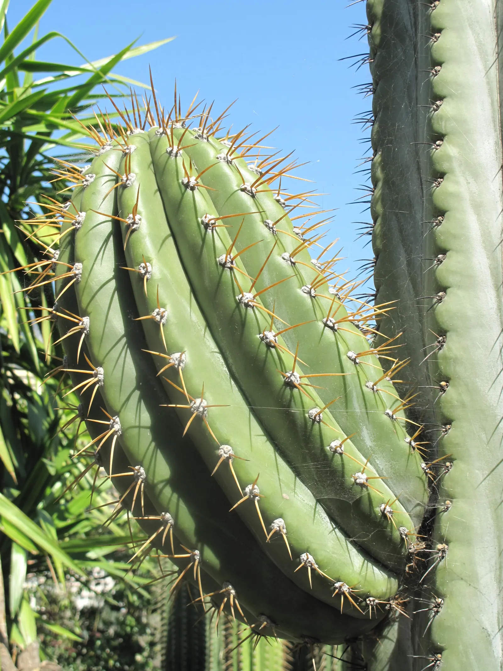 Argentine Saguaro (Echinopsis Terscheckii) — scientifically known as Echinopsis terscheckii