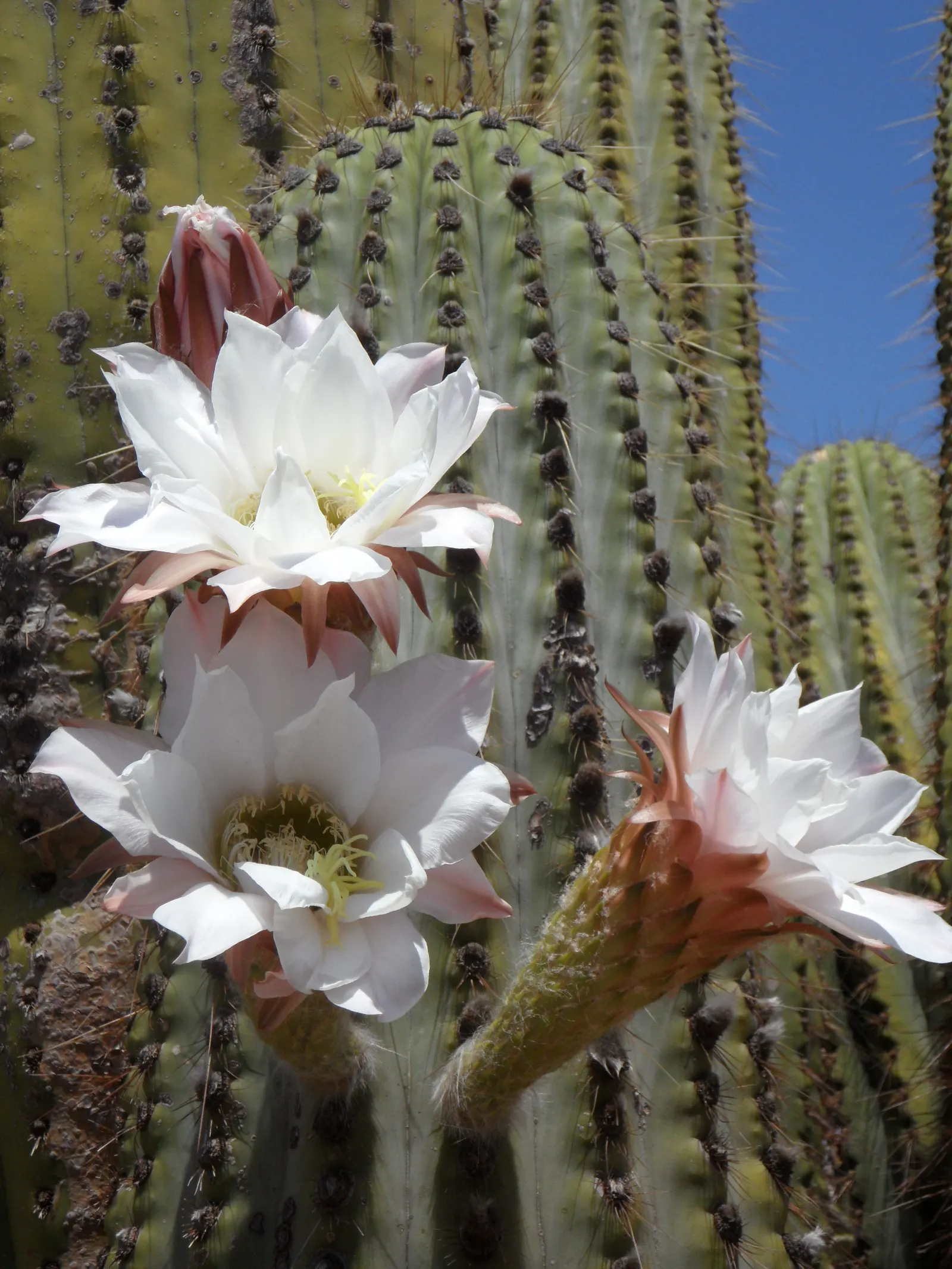 Argentine Saguaro (Echinopsis Terscheckii) — cactus for full