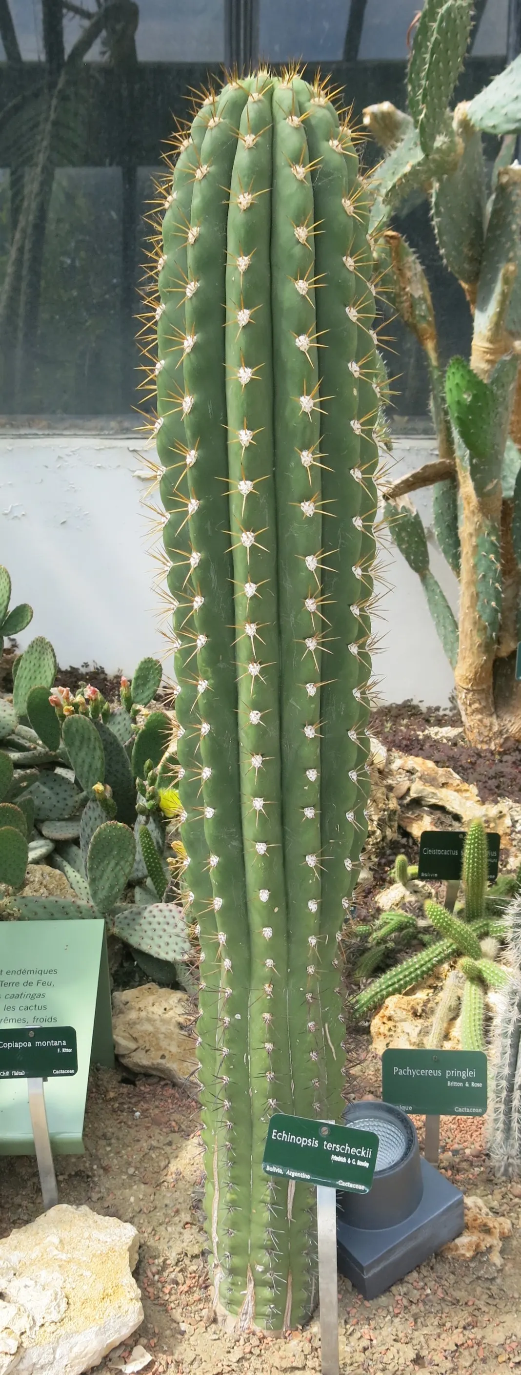 Argentine Saguaro (Echinopsis Terscheckii) — this cactus can reach impressive heights of up to 25 feet with a robust diameter of about 2 to 2.5 feet; these