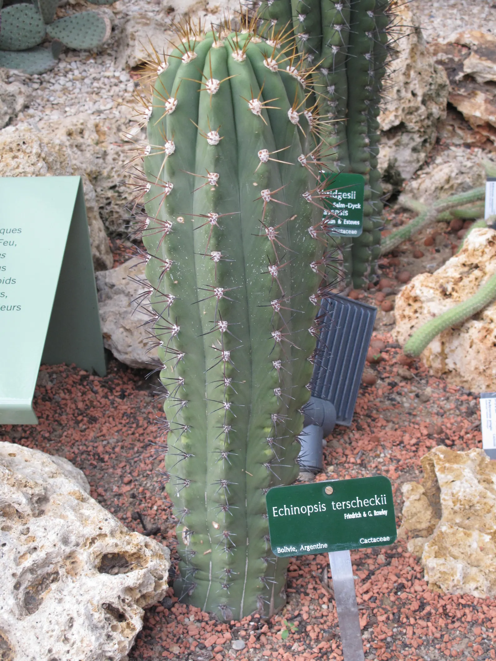 Argentine Saguaro (Echinopsis Terscheckii) — this impressive specimen features a green; when integrating these giants into a garden