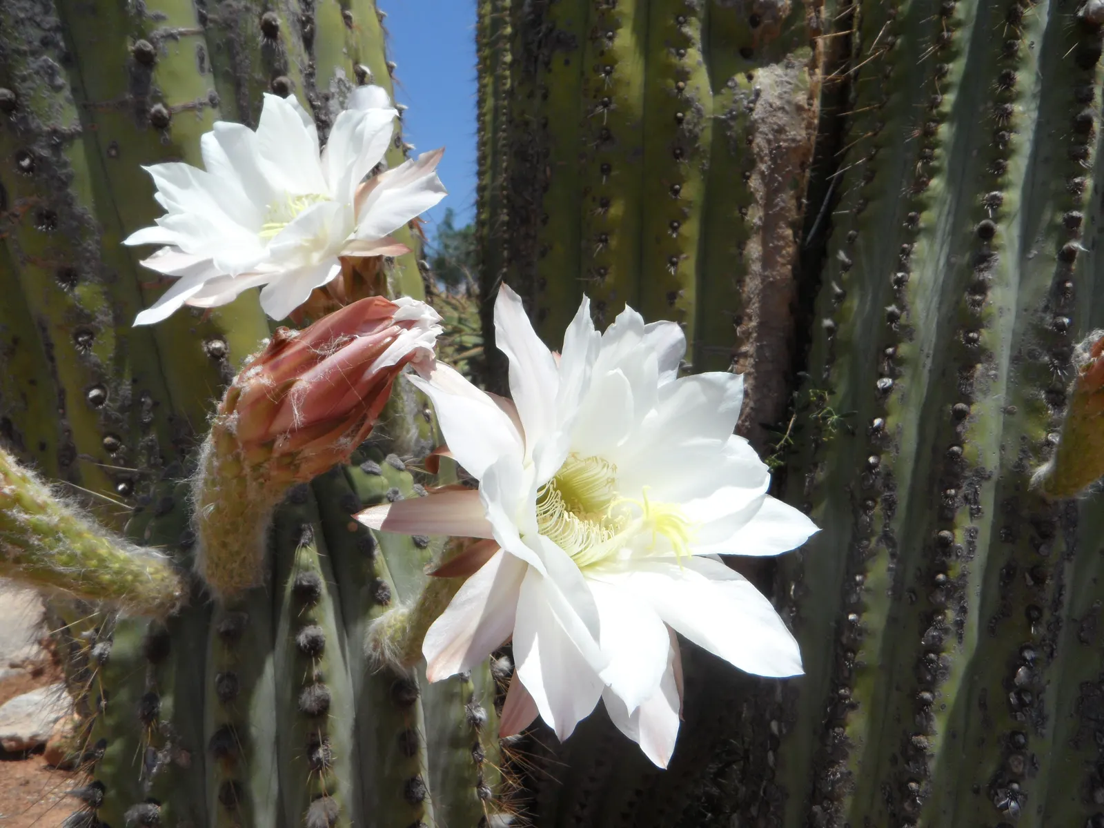 Argentine Saguaro (Echinopsis Terscheckii) — is an imposing columnar cactus that is both striking and architecturally significant in a landscape design; this