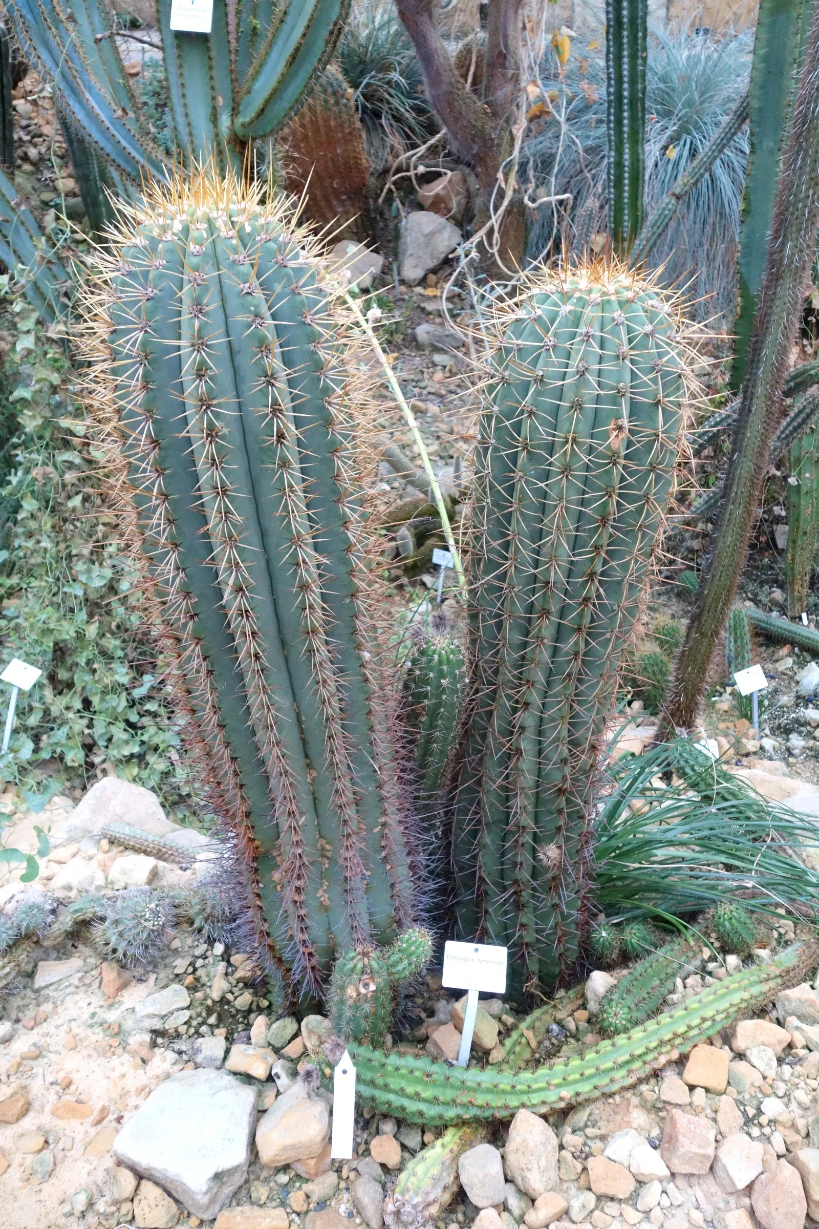 Argentine Saguaro (Echinopsis Terscheckii) — Hardy and low-maintenance, it's a stunning choice for arid garden designs; these blooms are a pristine white
