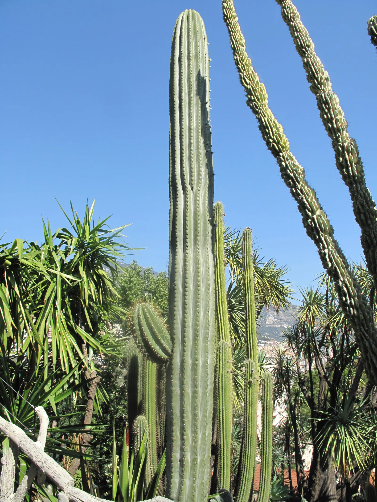 Argentine Saguaro (Echinopsis Terscheckii) — ribbed body and large white nocturnal flowers