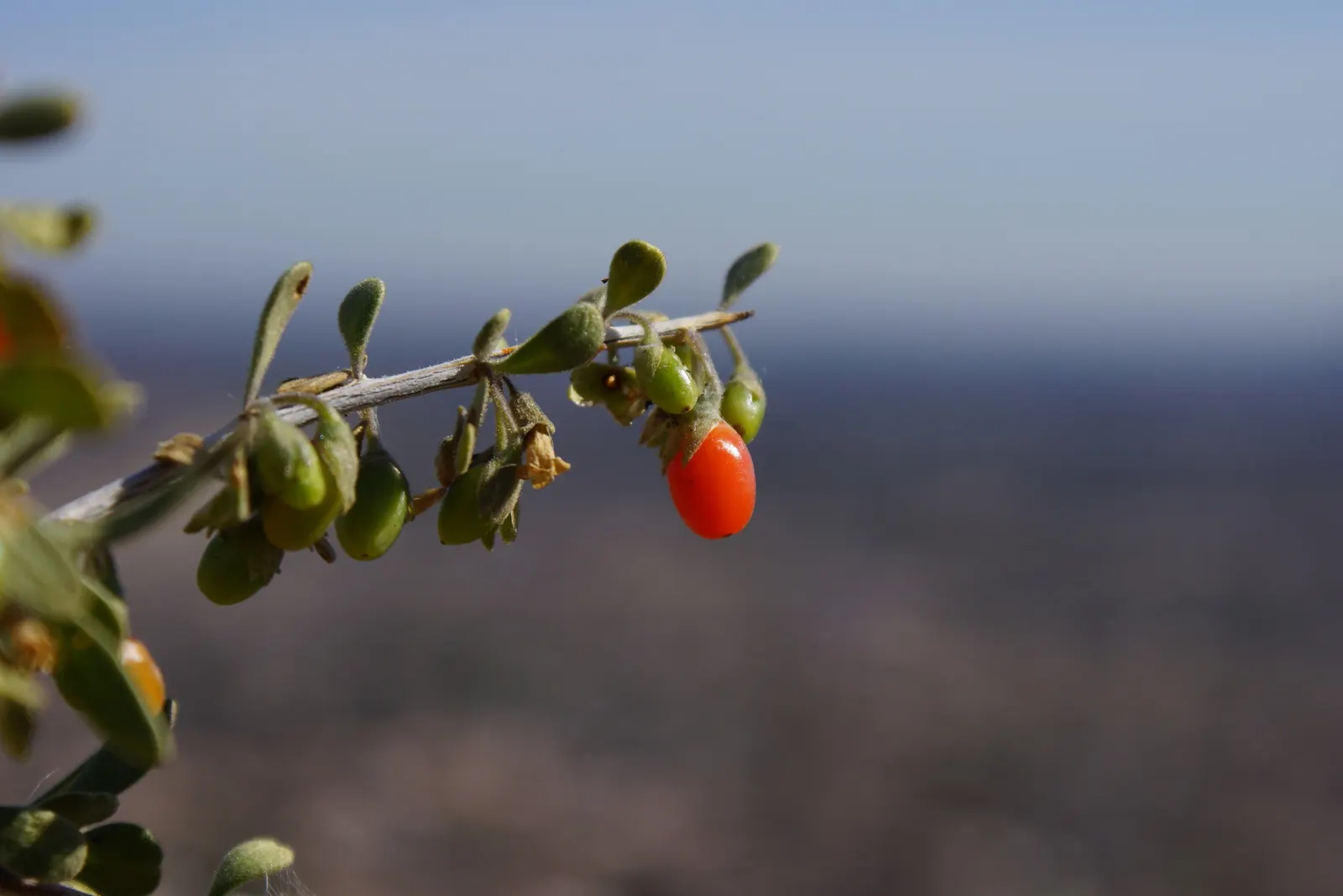 Goji Berry (Lycium Barbarum) — The plant is resilient against pests and diseases; the Goji Berry (Lycium barbarum) is a hardy, deciduous shrub, image 72