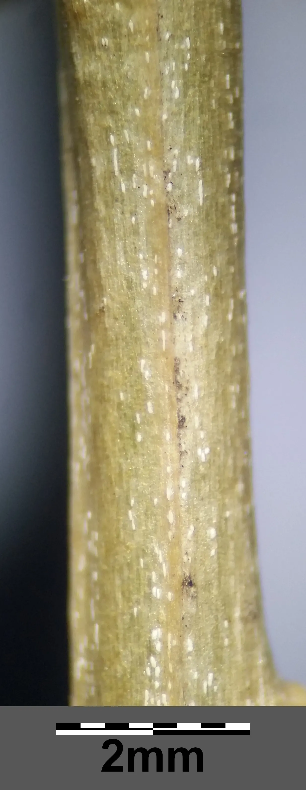 Goji Berry (Lycium Barbarum) — Thriving in USDA zones 3-10, it prefers full sun to partial shade and well-drained soil; lavender flowers in the, image 63