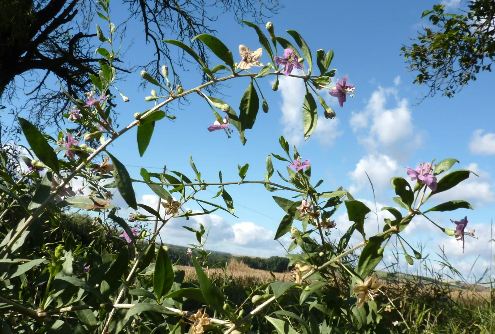 Goji Berry (Lycium Barbarum) — enriching their garden experience; hardy in USDA zones 3 to 10, image 57