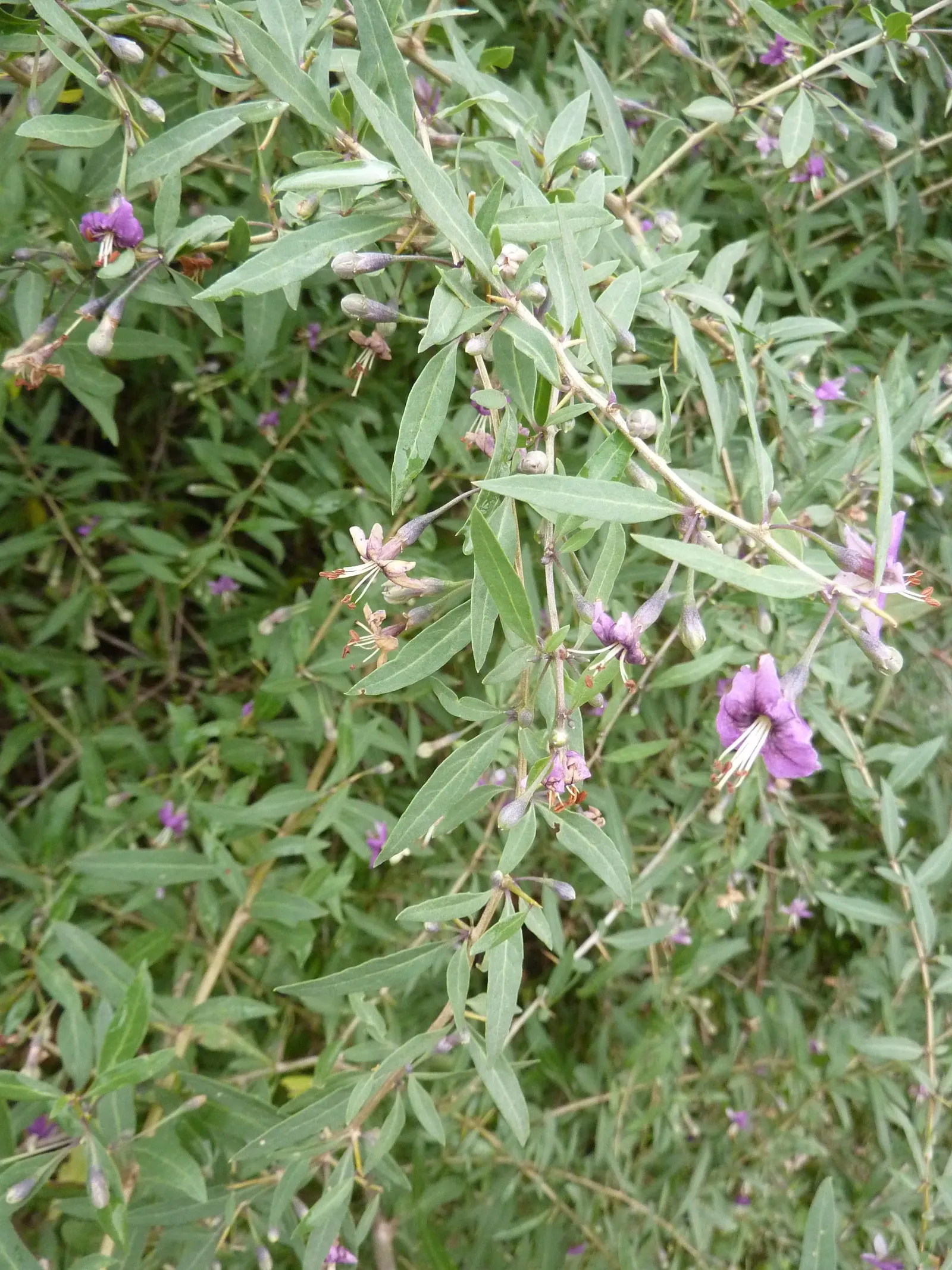 Goji Berry (Lycium Barbarum) — Thriving in USDA zones 3-10, it prefers full sun to partial shade and well-drained soil
