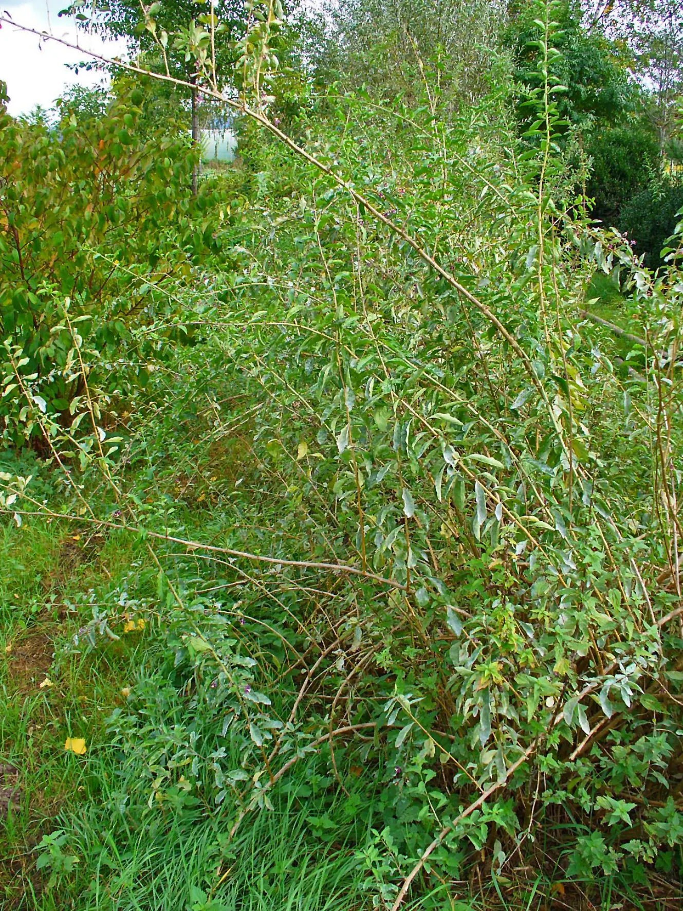 Goji Berry (Lycium Barbarum) — is a highly adaptable deciduous shrub native to Asia; perennial / shrub with lavender blooms, image 106