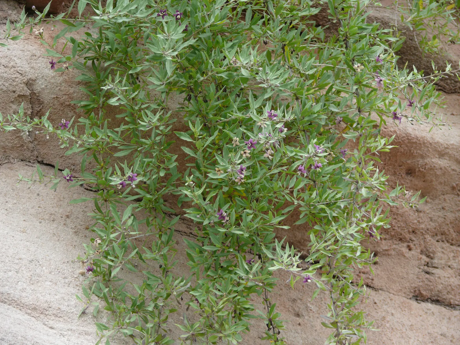 Goji Berry (Lycium Barbarum) — consistent moisture will ensure a bountiful harvest of berries typically from late June to October; arching branches, image 91