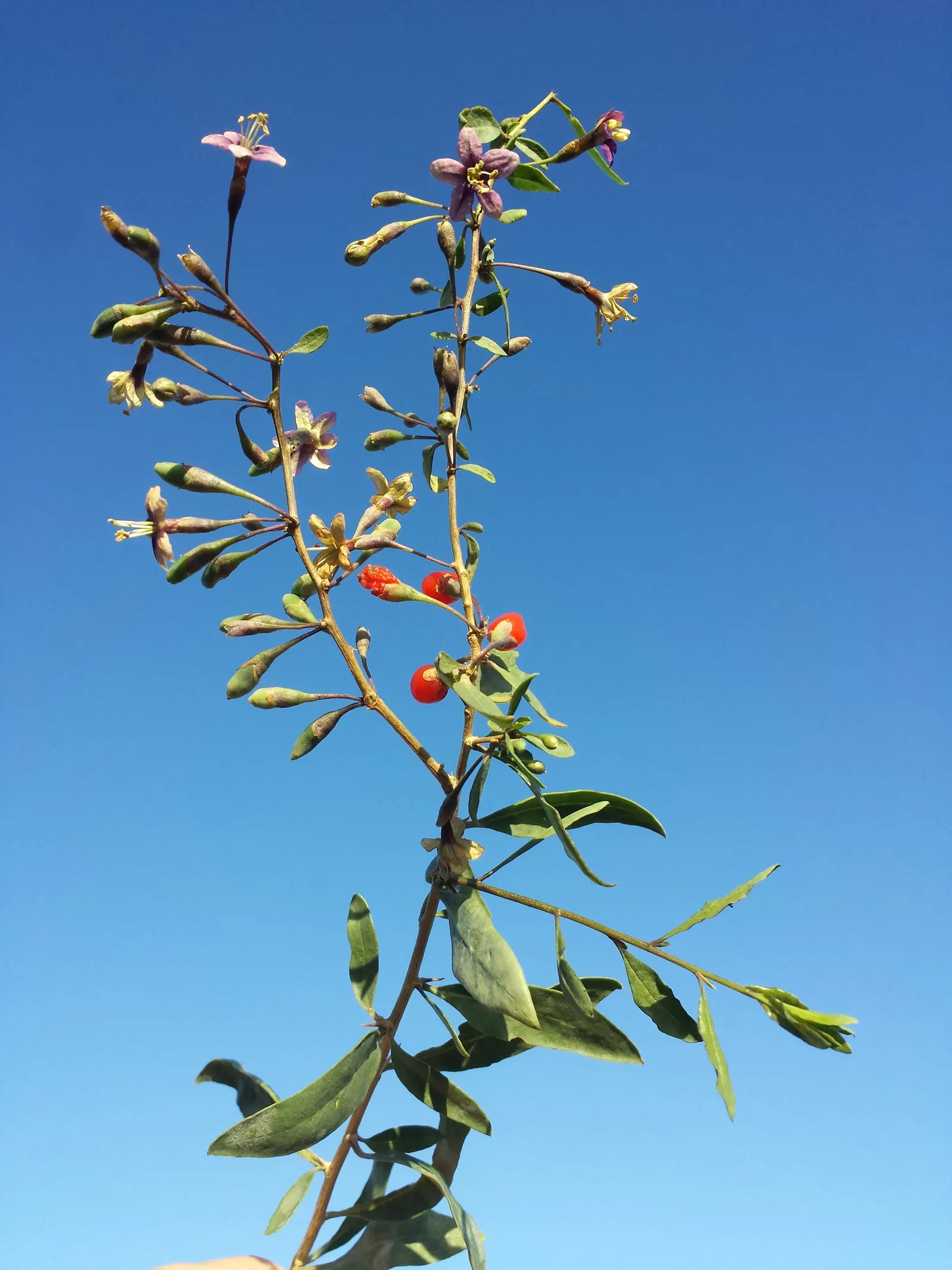 Goji Berry (Lycium Barbarum) — it boasts high nutritional value and is drought-tolerant once established; consistent moisture will ensure a bountiful harvest