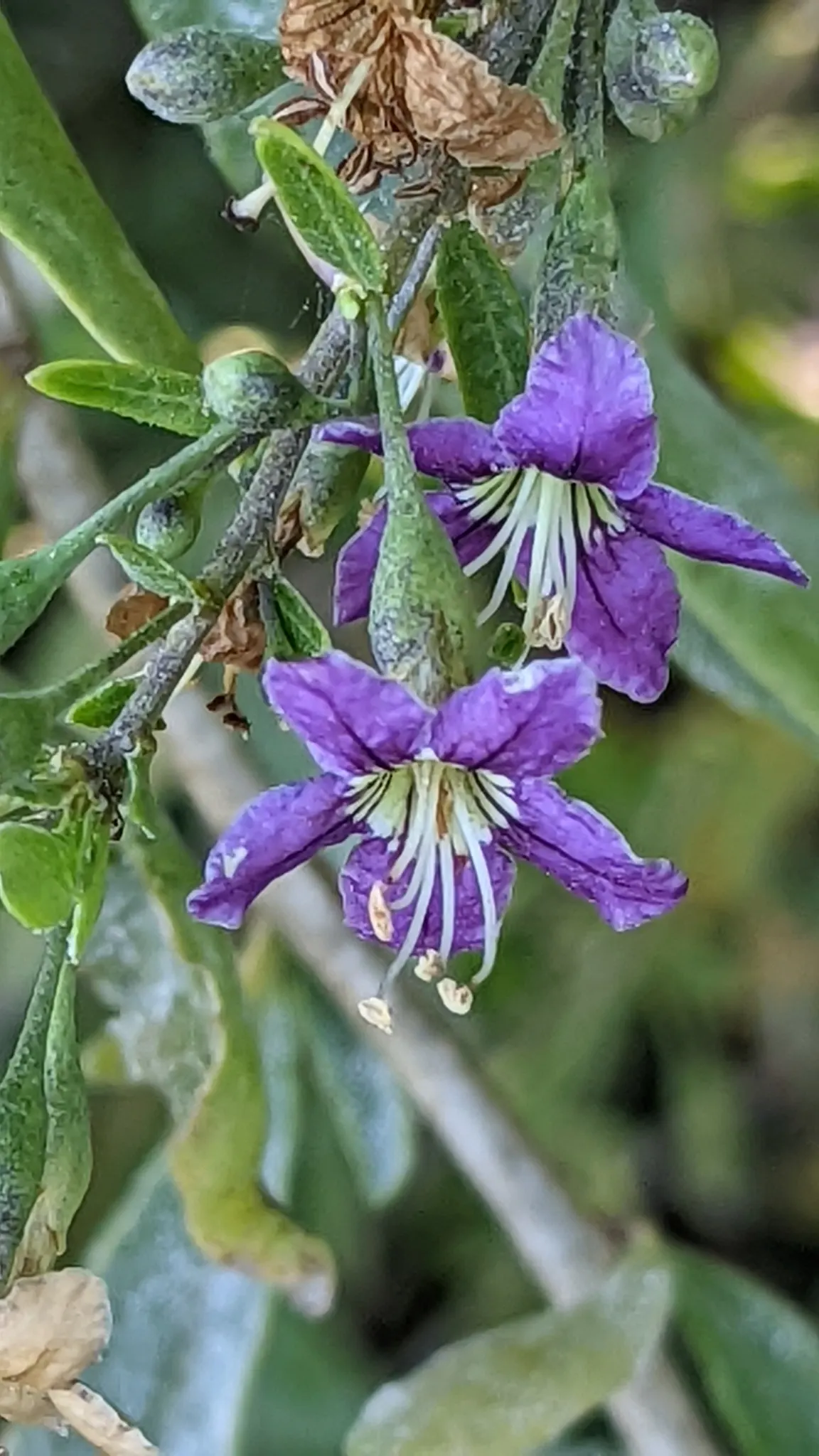 Goji Berry (Lycium Barbarum) — lavender flowers in the garden