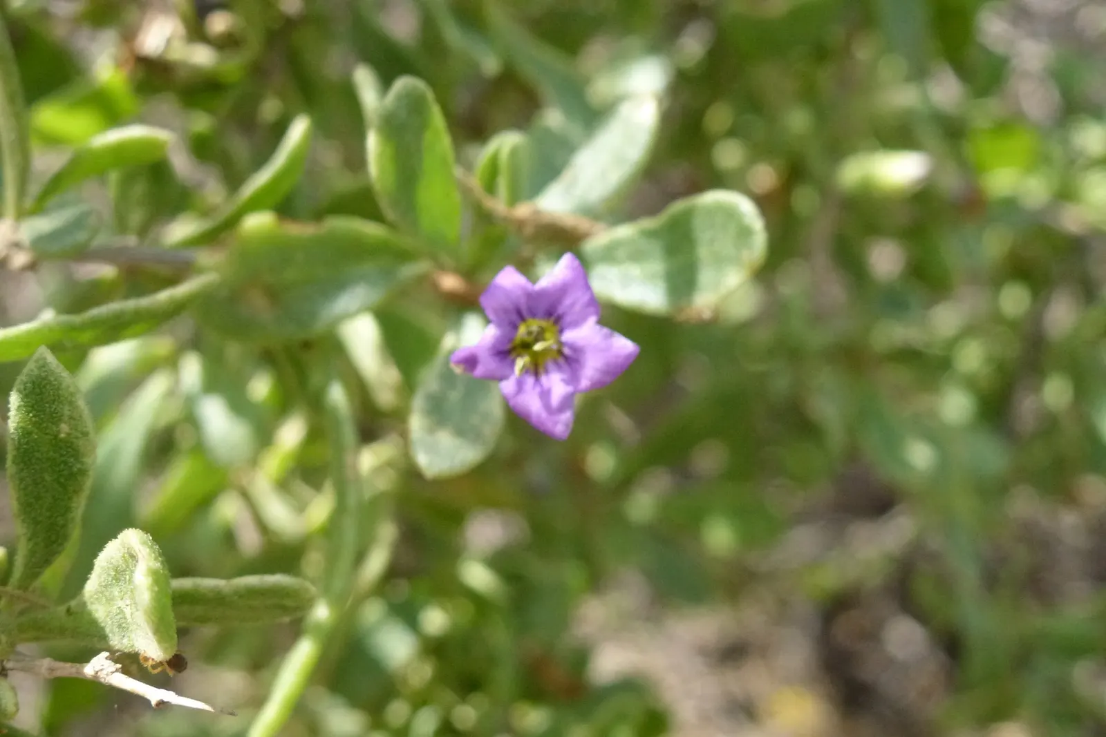 Goji Berry (Lycium Barbarum) — is a highly adaptable deciduous shrub native to Asia; perennial / shrub with lavender blooms, image 66