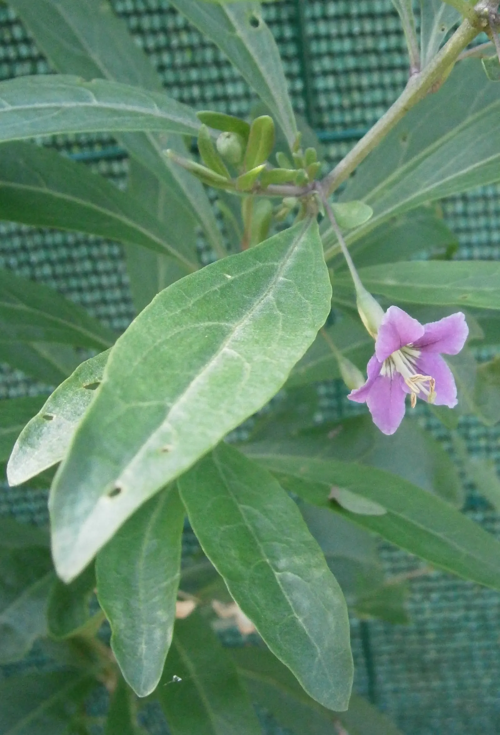 Goji Berry (Lycium Barbarum) — Though drought-tolerant once established; famed for its vibrant red-orange berries and numerous health benefits, image 70
