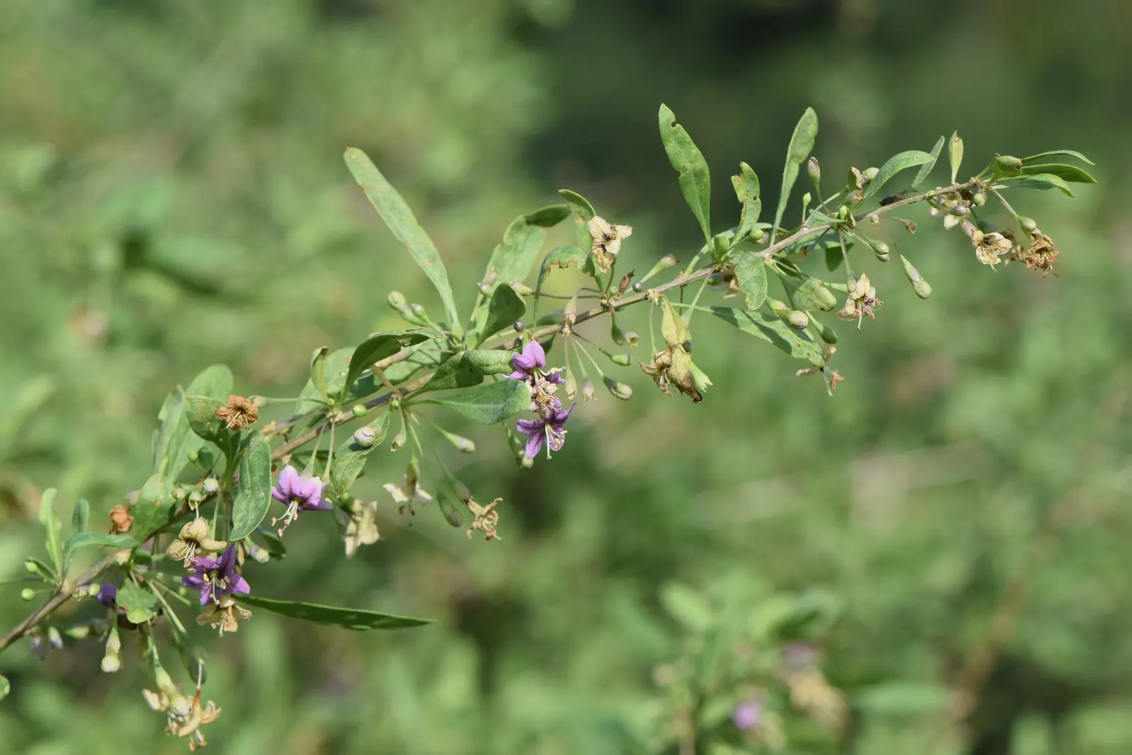 Goji Berry (Lycium Barbarum) — adapting to a range of soil types from sandy to loamy; perennial / shrub for full or half, image 69