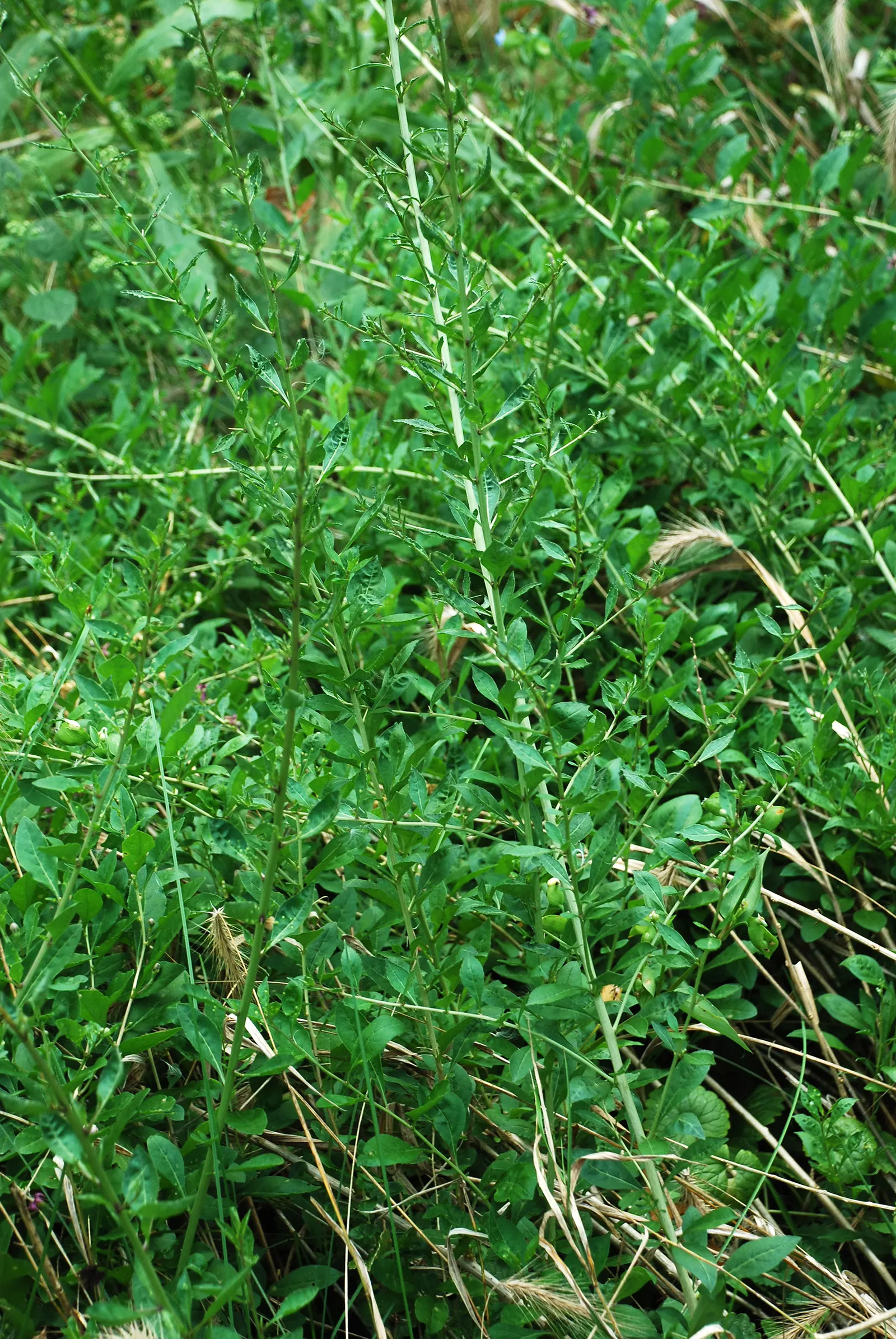 Goji Berry (Lycium Barbarum) — scientifically known as Lycium barbarum; the plant is resilient against pests and diseases