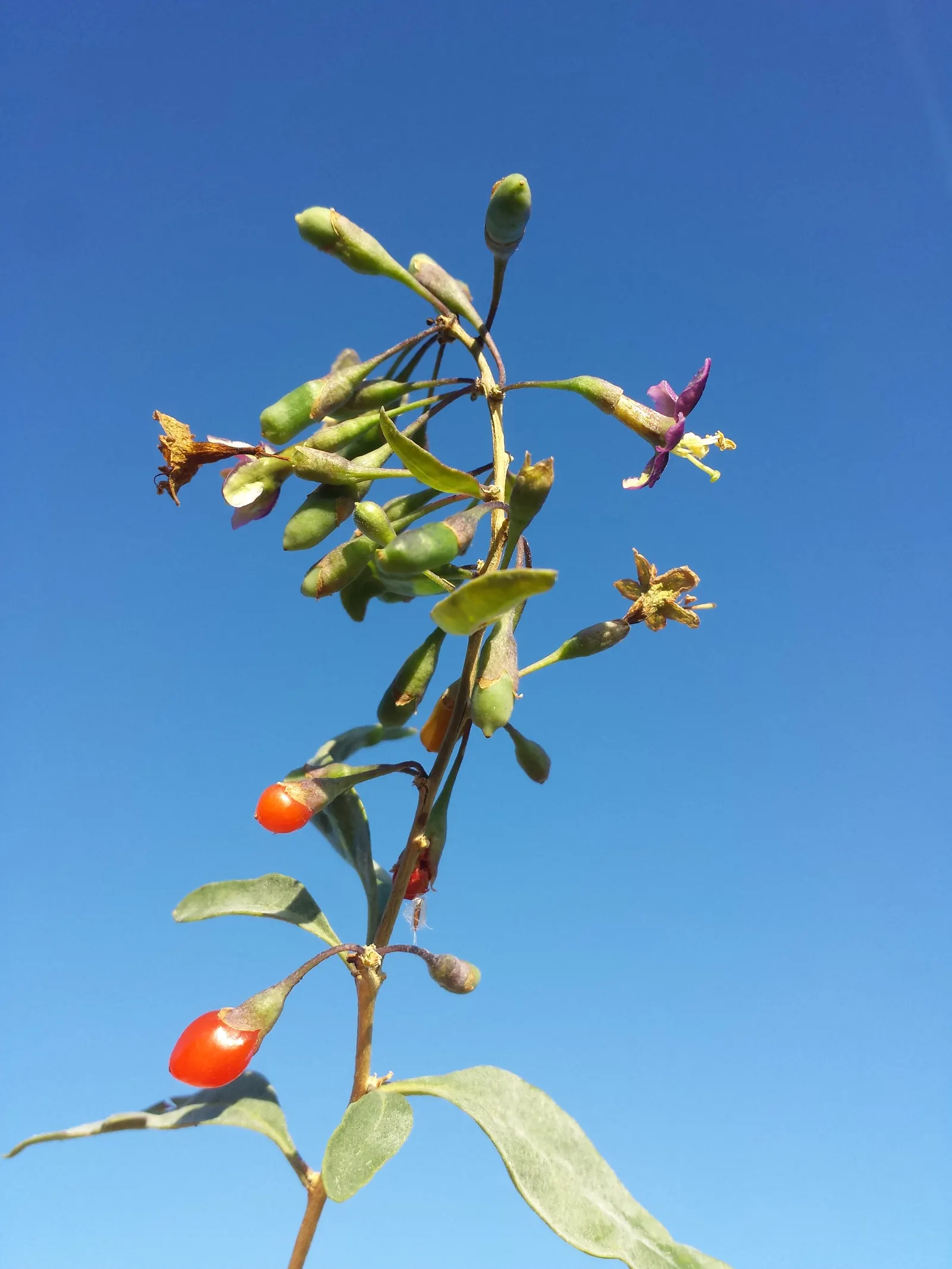 Goji Berry (Lycium Barbarum) — Thriving in USDA zones 3-10, it prefers full sun to partial shade and well-drained soil; lavender flowers in the, image 83