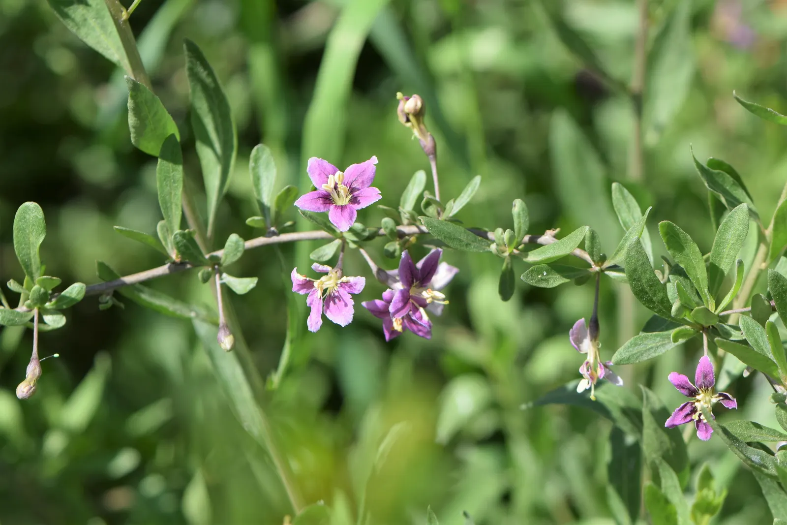 Goji Berry (Lycium Barbarum) — lavender flowers in the garden; thriving in USDA zones 3-10, it prefers full sun to partial shade and well-drained soil