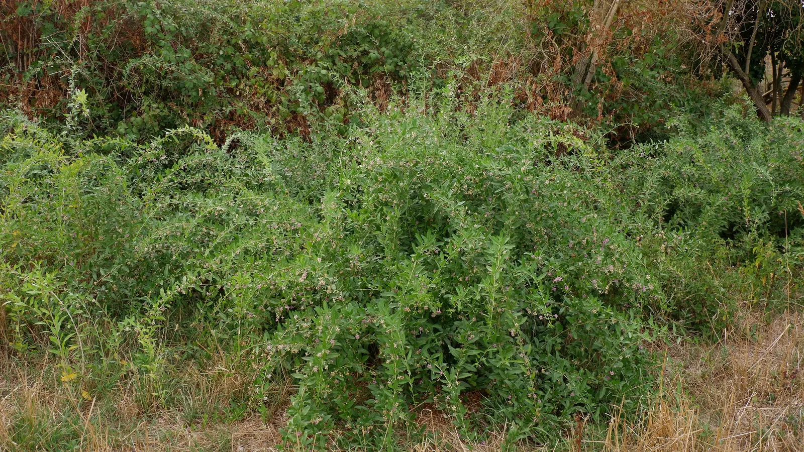 Goji Berry (Lycium Barbarum) — perennial / shrub with lavender blooms