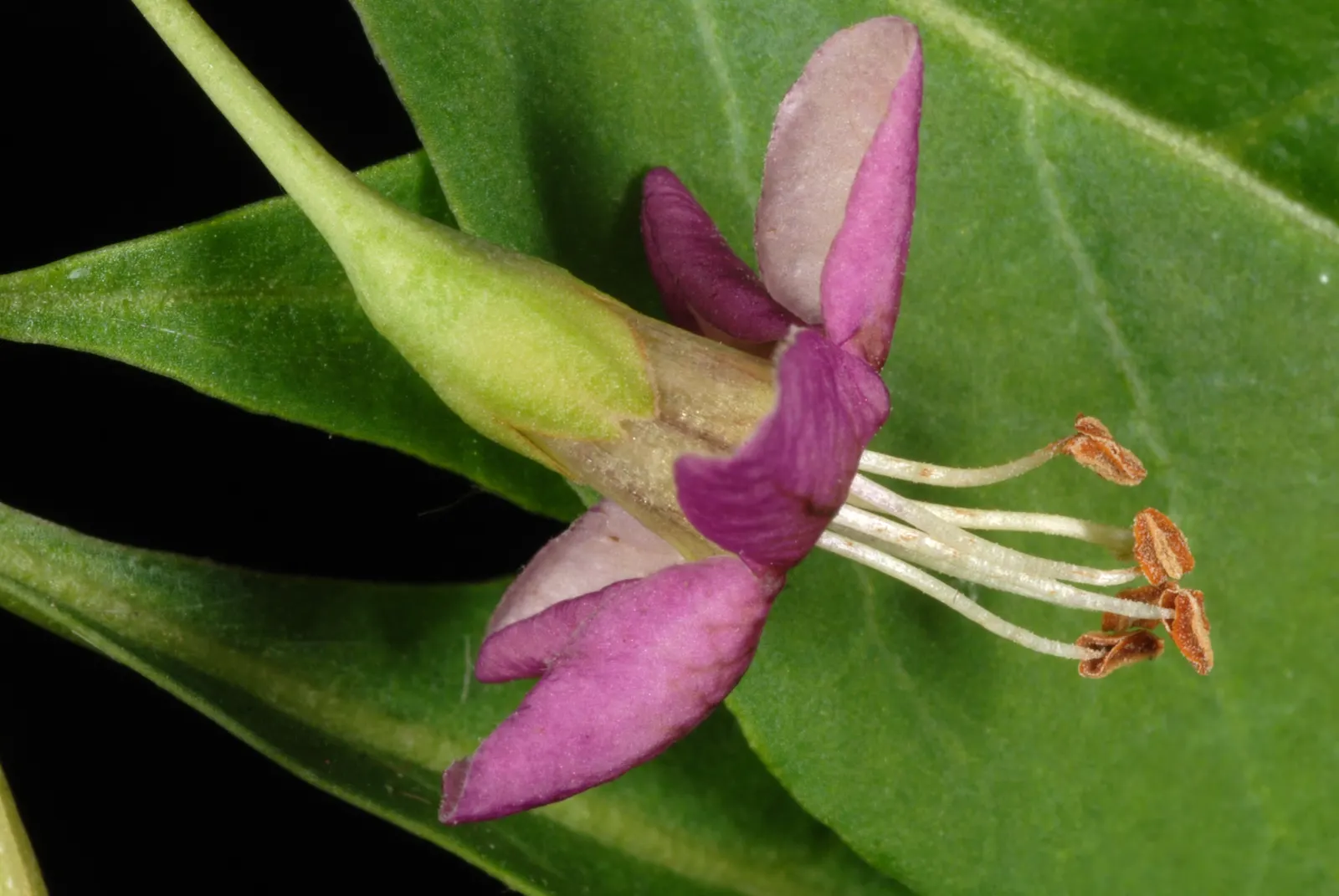 Goji Berry (Lycium Barbarum) — adapting to a range of soil types from sandy to loamy