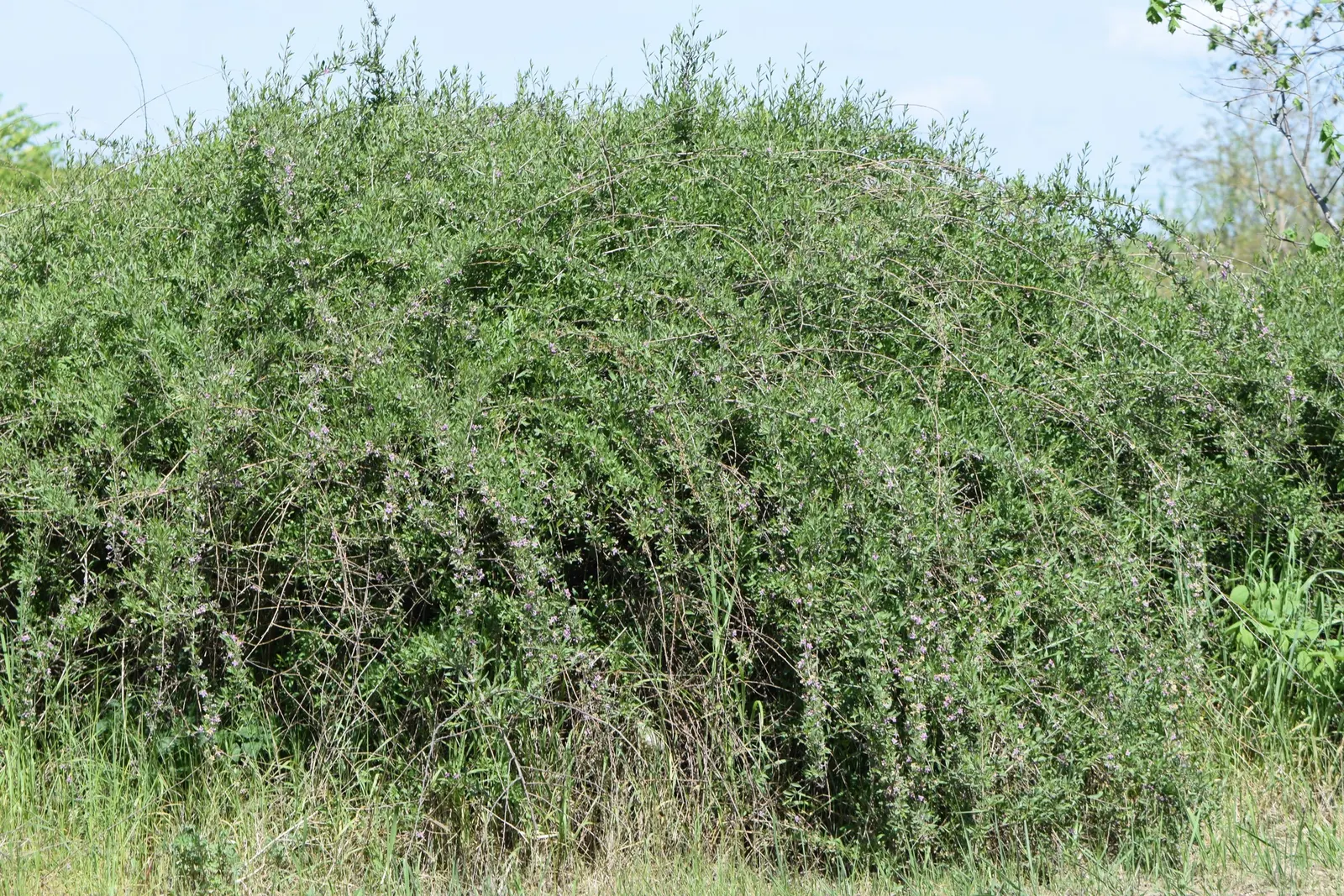 Goji Berry (Lycium Barbarum) — is a highly adaptable deciduous shrub native to Asia; perennial / shrub with lavender blooms