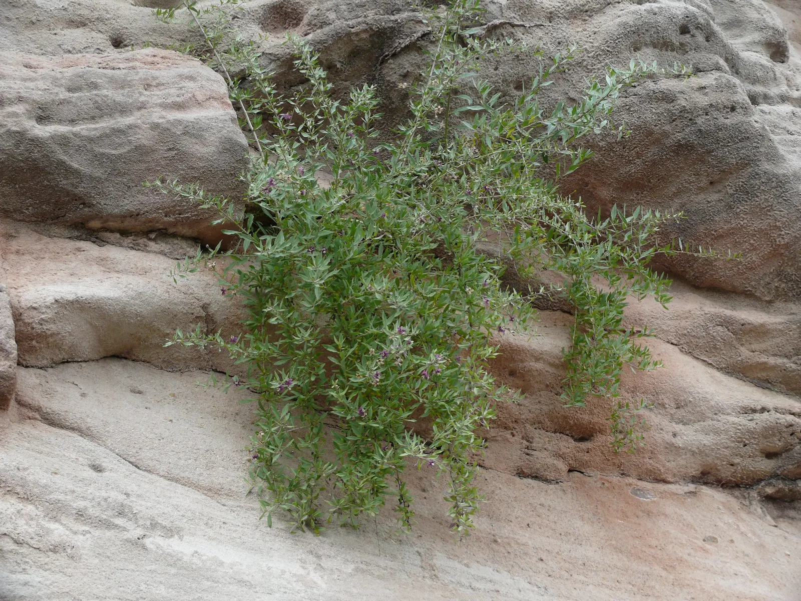 Goji Berry (Lycium Barbarum) — perennial / shrub for full or half; enriching their garden experience, image 60