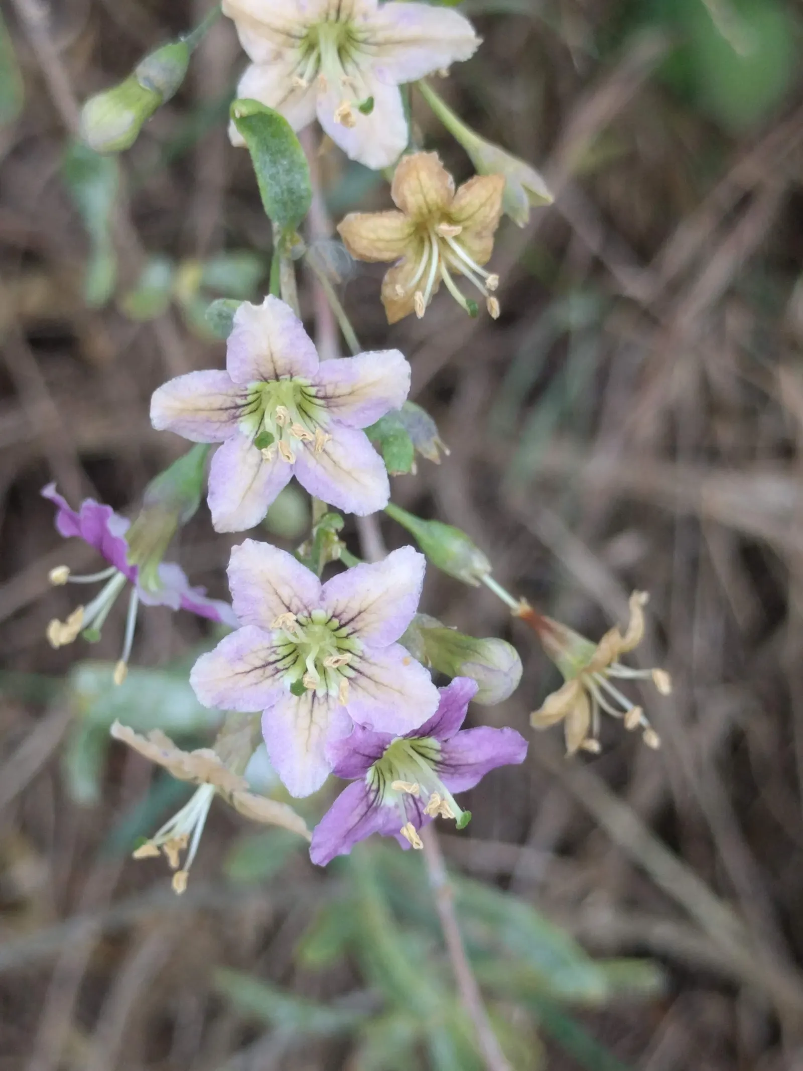 Goji Berry (Lycium Barbarum) — consistent moisture will ensure a bountiful harvest of berries typically from late June to October; arching branches, image 51