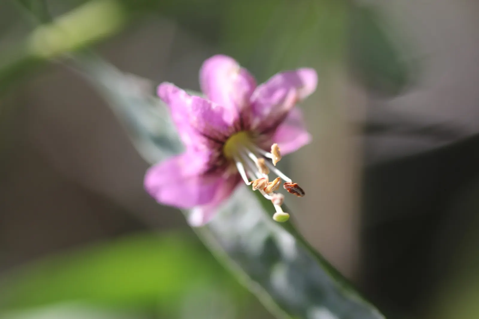 Goji Berry (Lycium Barbarum) — it boasts high nutritional value and is drought-tolerant once established