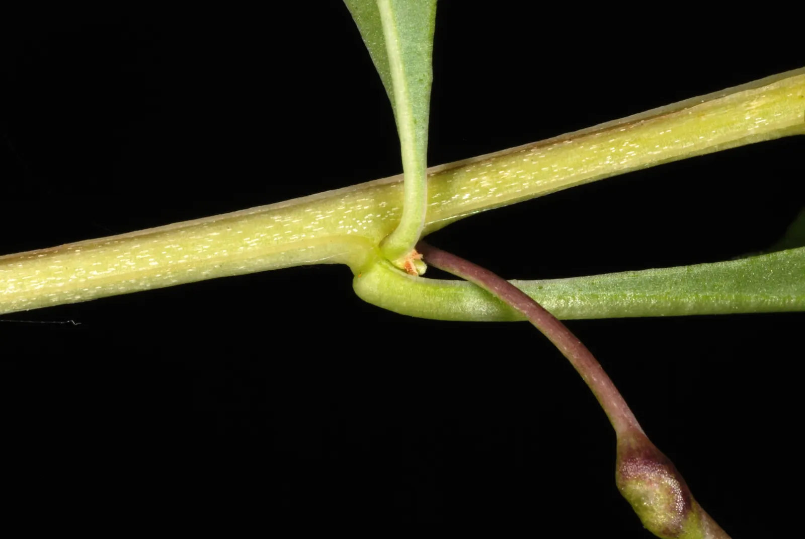 Goji Berry (Lycium Barbarum) — arching branches and lance-shaped leaves; transitioning to the antioxidant-rich berries reputed for their, image 94