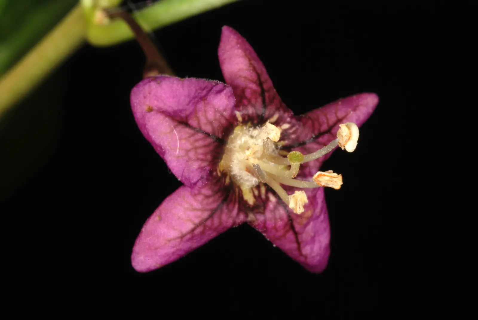 Goji Berry (Lycium Barbarum) — is a highly adaptable deciduous shrub native to Asia
