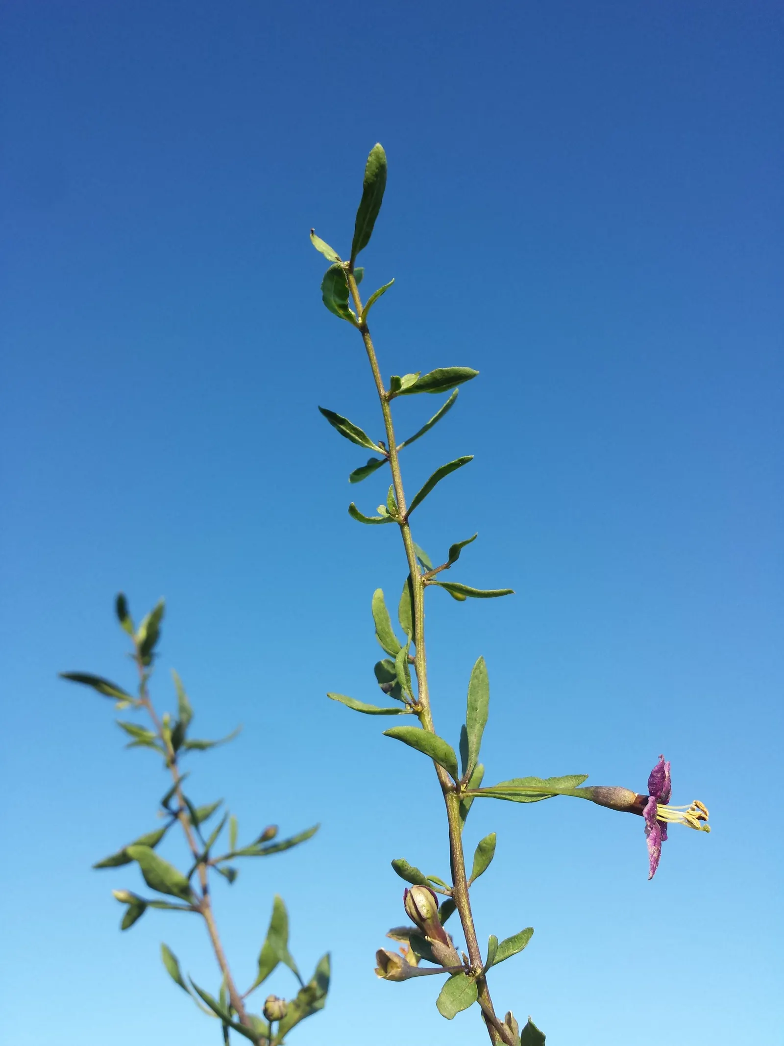 Goji Berry (Lycium Barbarum) — Hardy in USDA zones 3 to 10; adapting to a range of soil types from sandy to loamy, image 76