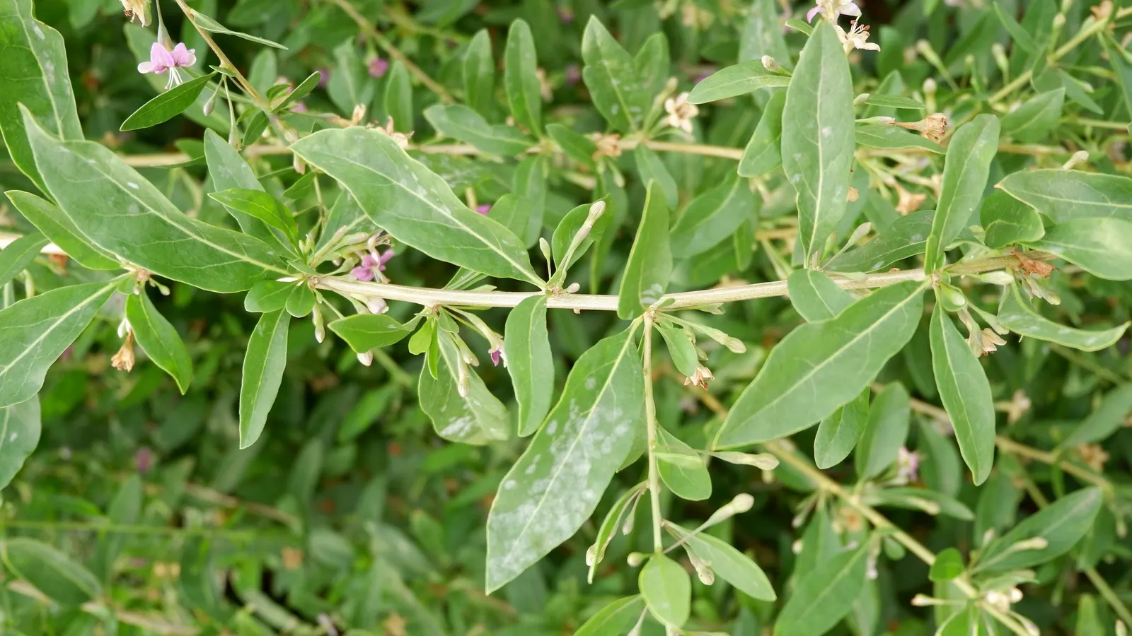 Goji Berry (Lycium Barbarum) — making it a hardy choice for many gardeners.<br><br>With slender