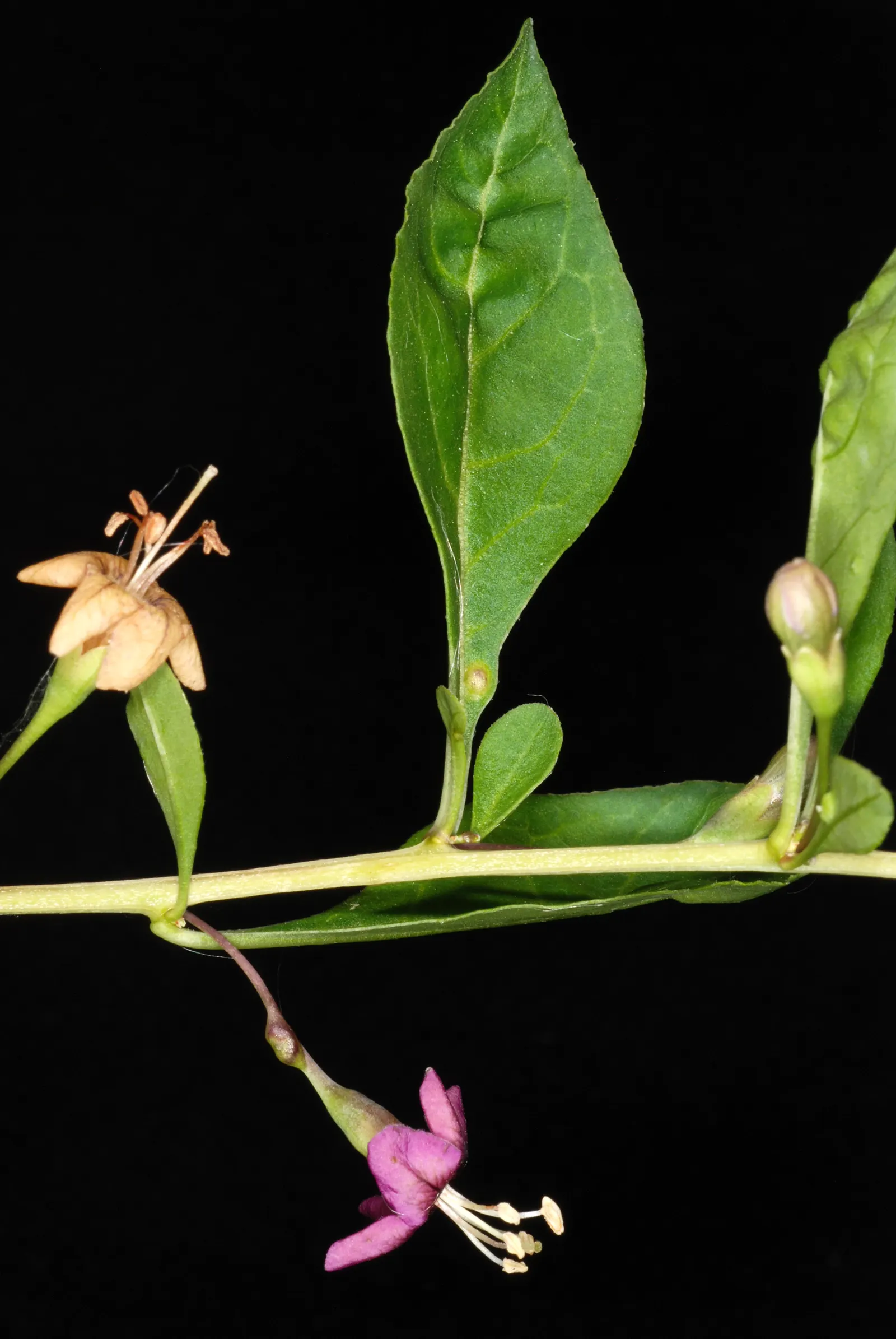 Goji Berry (Lycium Barbarum) — transitioning to the antioxidant-rich berries reputed for their nutritional value; it boasts high nutritional value, image 95