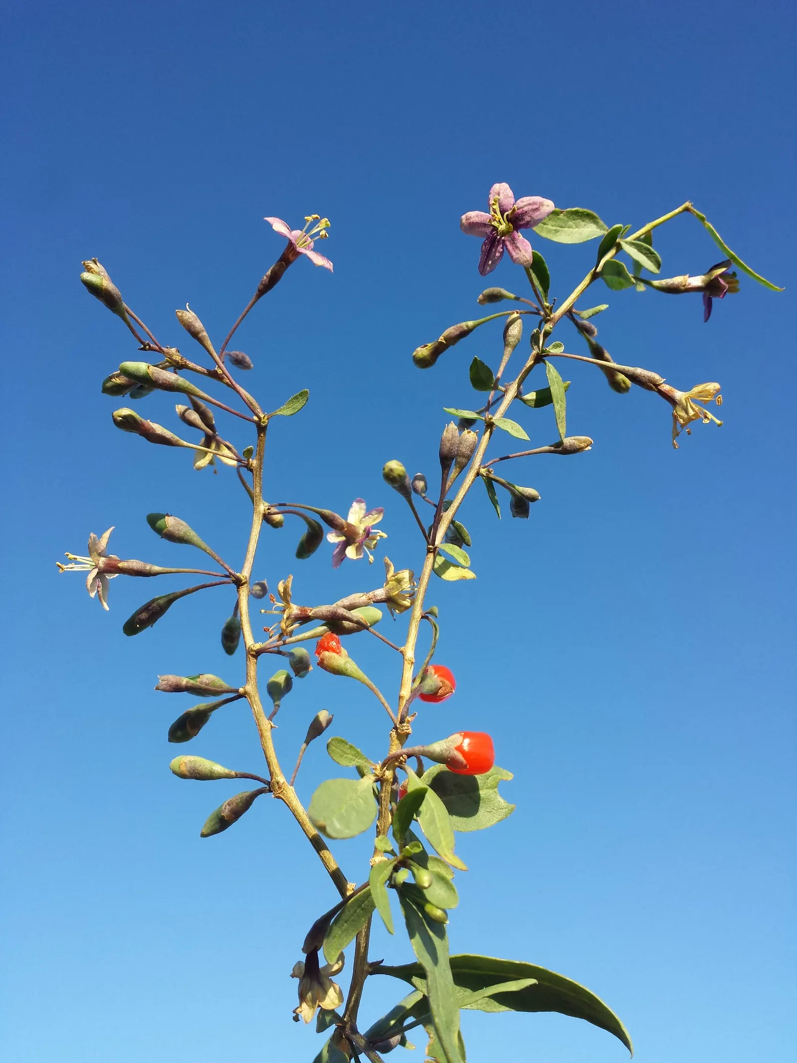 Goji Berry (Lycium Barbarum) — enriching their garden experience; hardy in USDA zones 3 to 10