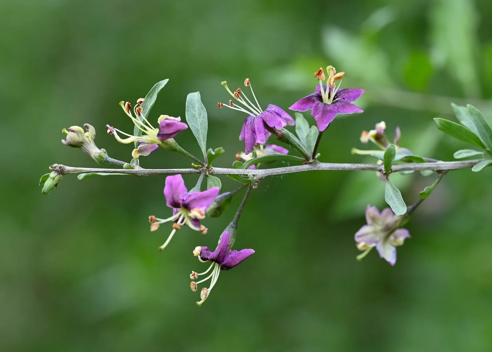 Goji Berry (Lycium Barbarum) — lavender flowers in the garden; thriving in USDA zones 3-10, it prefers full sun to partial shade and well-drained, image 78